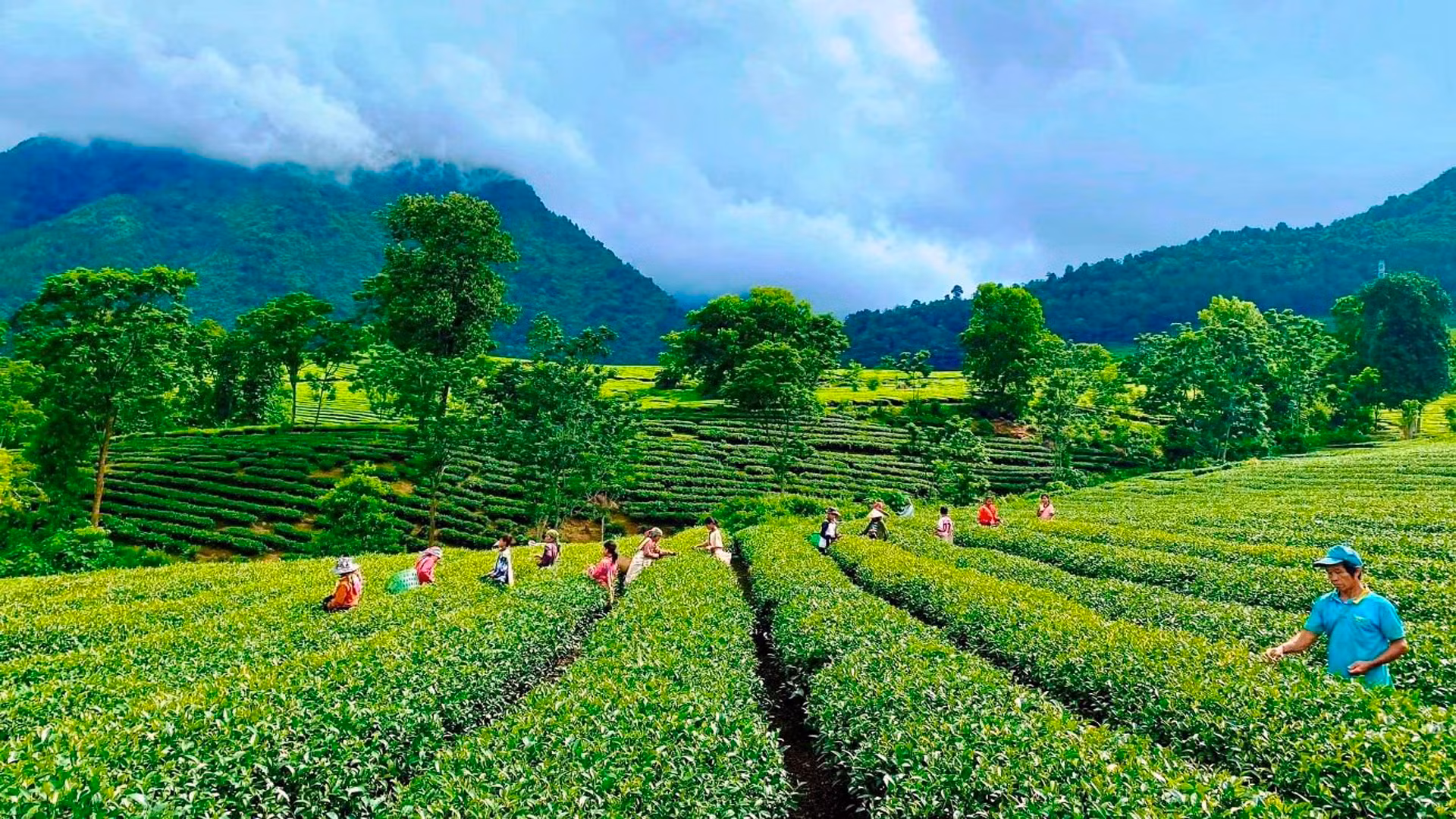 Tân Uyên được xem là thủ phủ của cây chè Lai Châu.