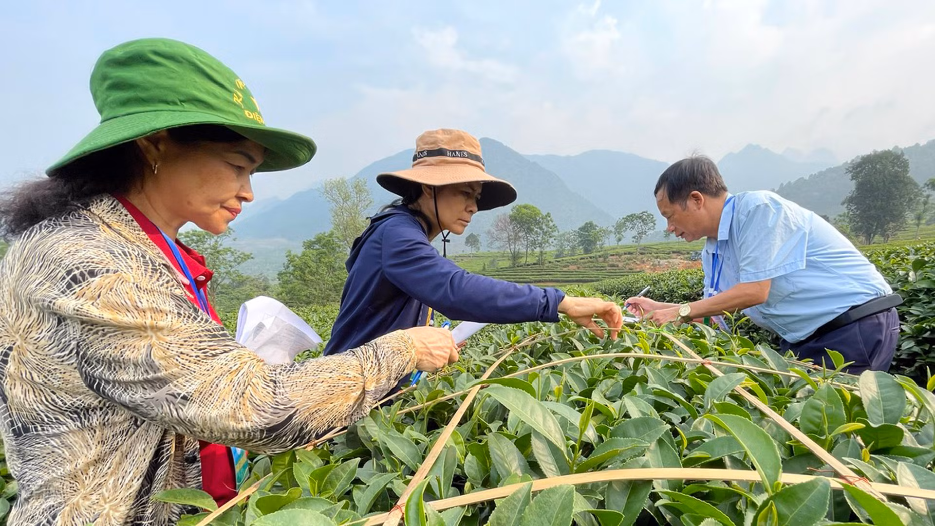 Ban Giám khảo cuộc thi kiểm tra và chấm điểm phần thi hái chè tại các luống chè. Ban Giám khảo cuộc thi kiểm tra và chấm điểm phần thi hái chè tại các luống chè.
