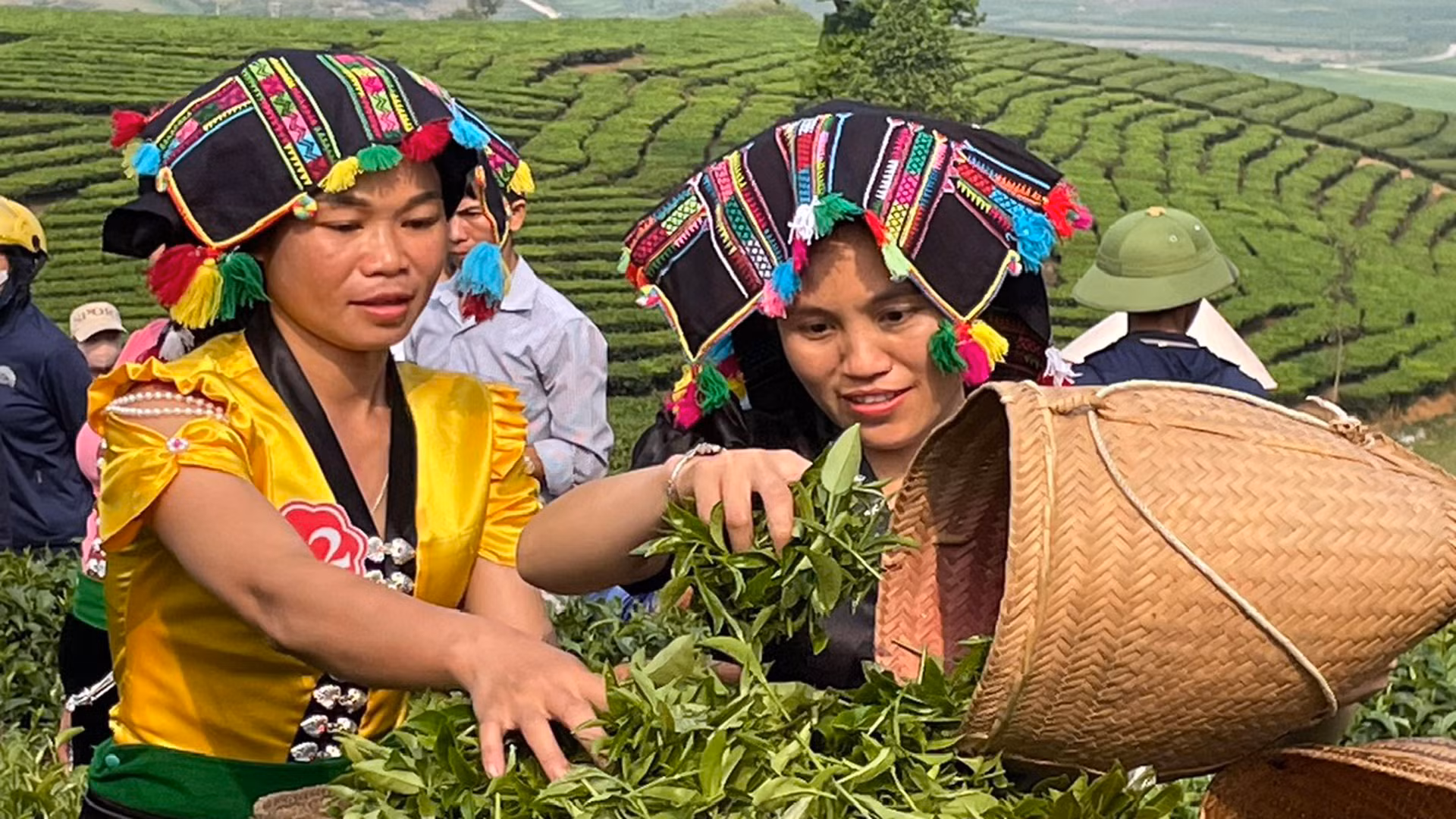 Chè được tập kết sau khi hái. Chè được tập kết sau khi hái.