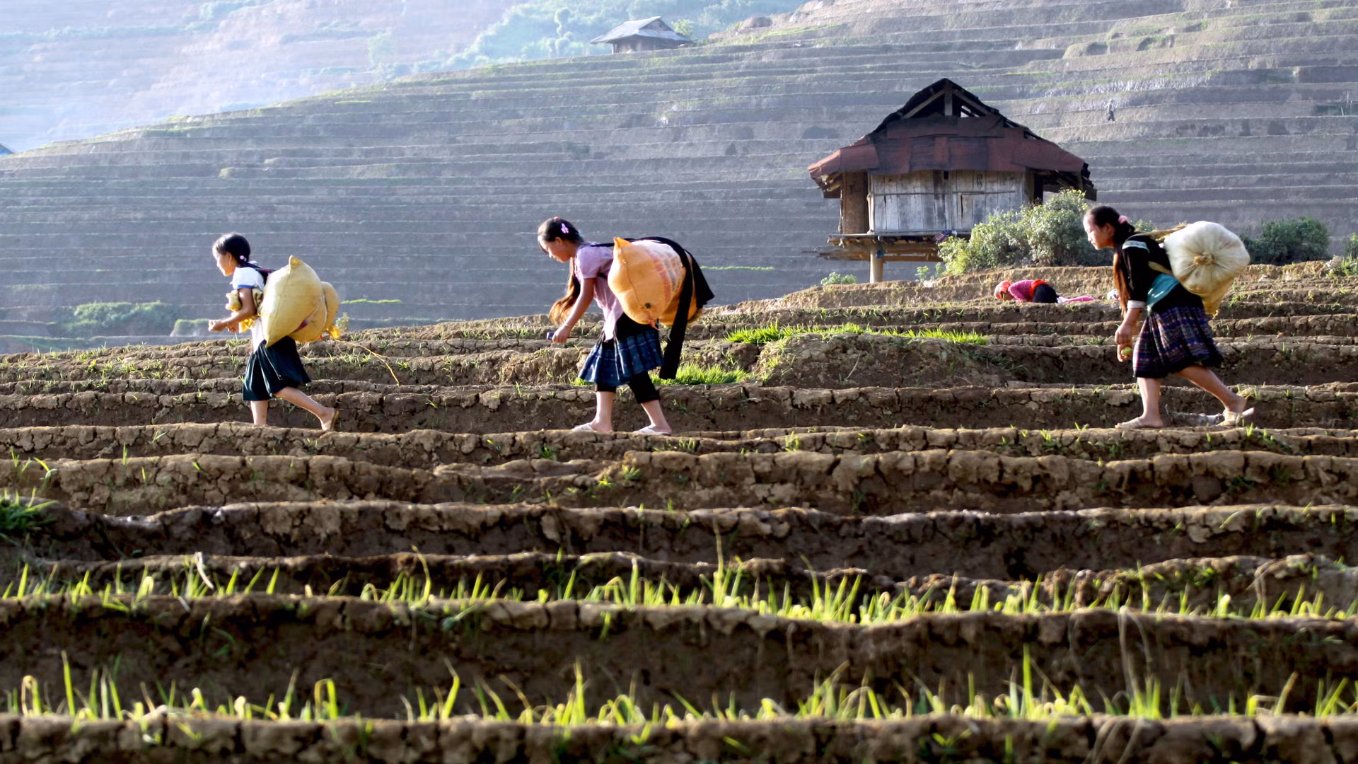 Cuộc sống đồng bào vùng cao Lai Châu gắn liền với những thửa ruộng bậc thang. Cuộc sống đồng bào vùng cao Lai Châu gắn liền với những thửa ruộng bậc thang.