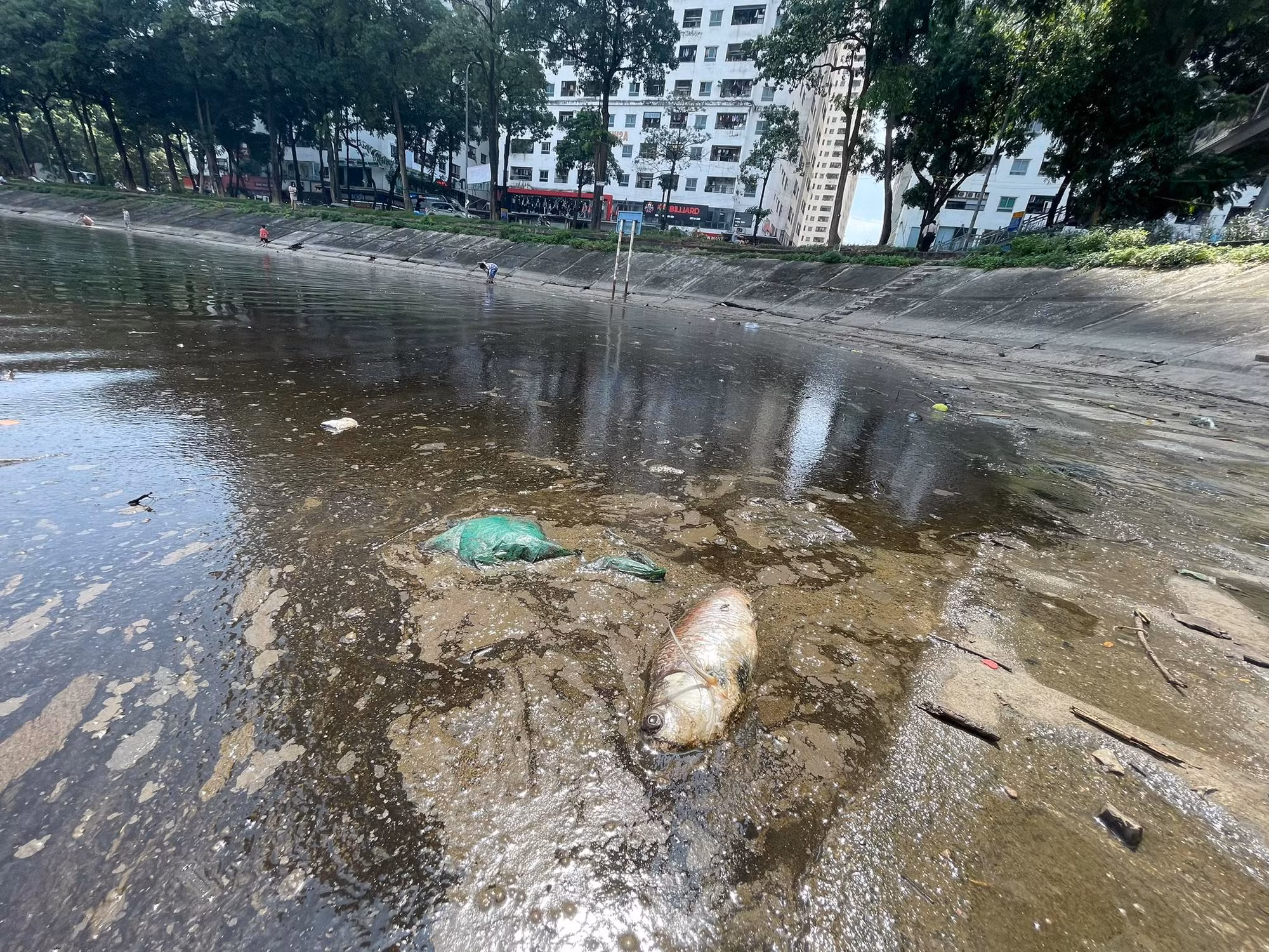 Cá chết do ô nhiễm nguồn nước khu vực dầu xuất hiện. Cá chết do ô nhiễm nguồn nước khu vực dầu xuất hiện.