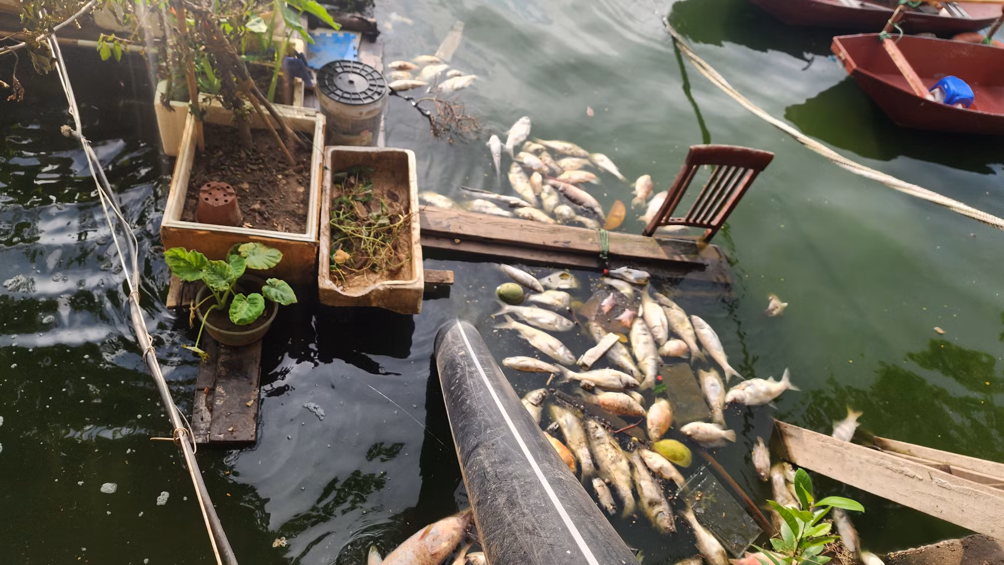 Ngay tại trước trạm quan trắc chất lượng nước tự động, hiện tượng cá chết cũng xuất hiện.