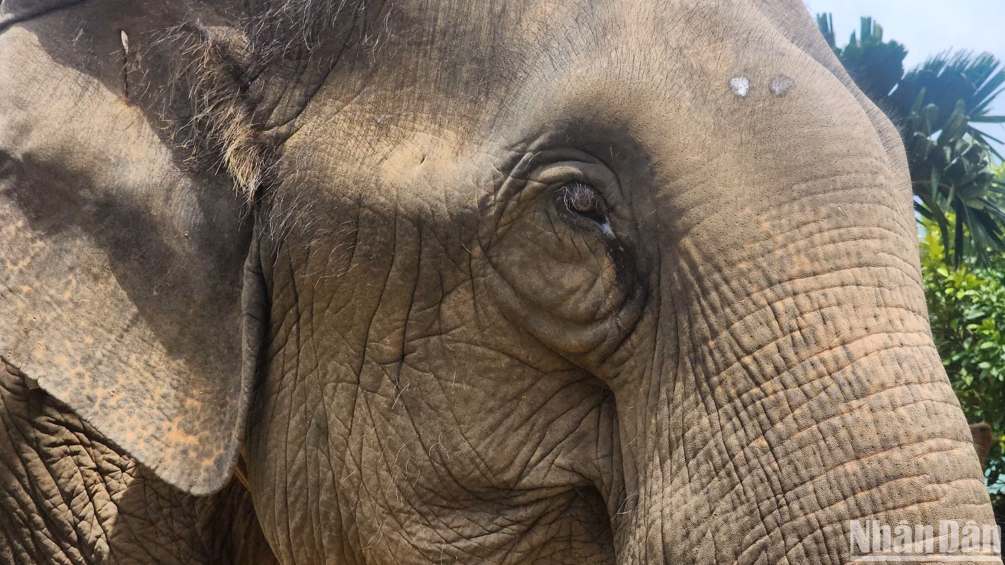Ánh mắt của một chú voi nhà tại Đắk Lắk. (Ảnh: Sơn Bách) Ánh mắt của một chú voi nhà tại Đắk Lắk. (Ảnh: Sơn Bách)