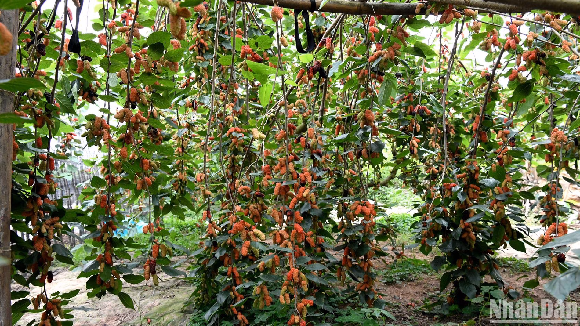 Mùa dâu chín ở Phúc Thọ. (Ảnh: Thế Dương)