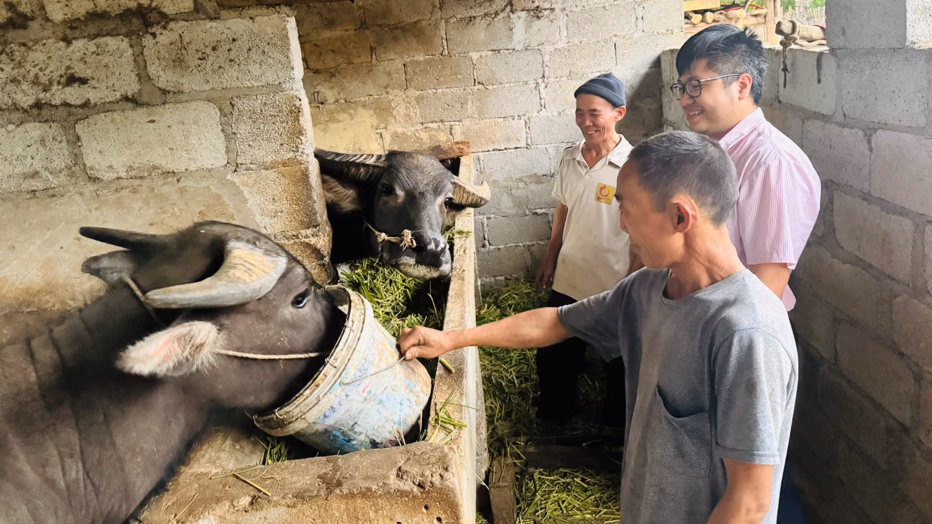 Hai anh em anh Giàng Mí Sính mạnh dạn vay vốn chính sách để đầu tư chăn nuôi.
