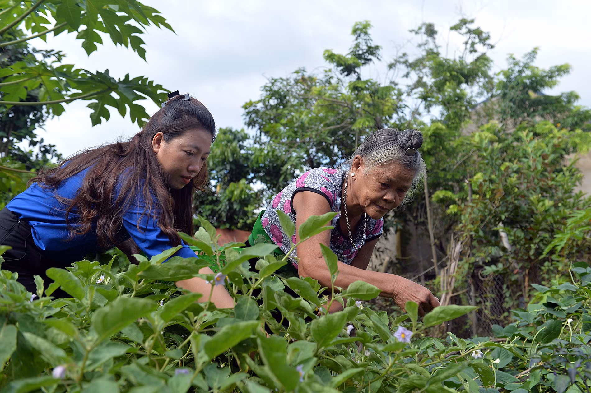 Đoàn viên, thanh niên trong vùng cùng bà Lả làm vườn, thu hoạch hoa màu trong khoảnh vườn nhỏ sau nhà. Đoàn viên, thanh niên trong vùng cùng bà Lả làm vườn, thu hoạch hoa màu trong khoảnh vườn nhỏ sau nhà.