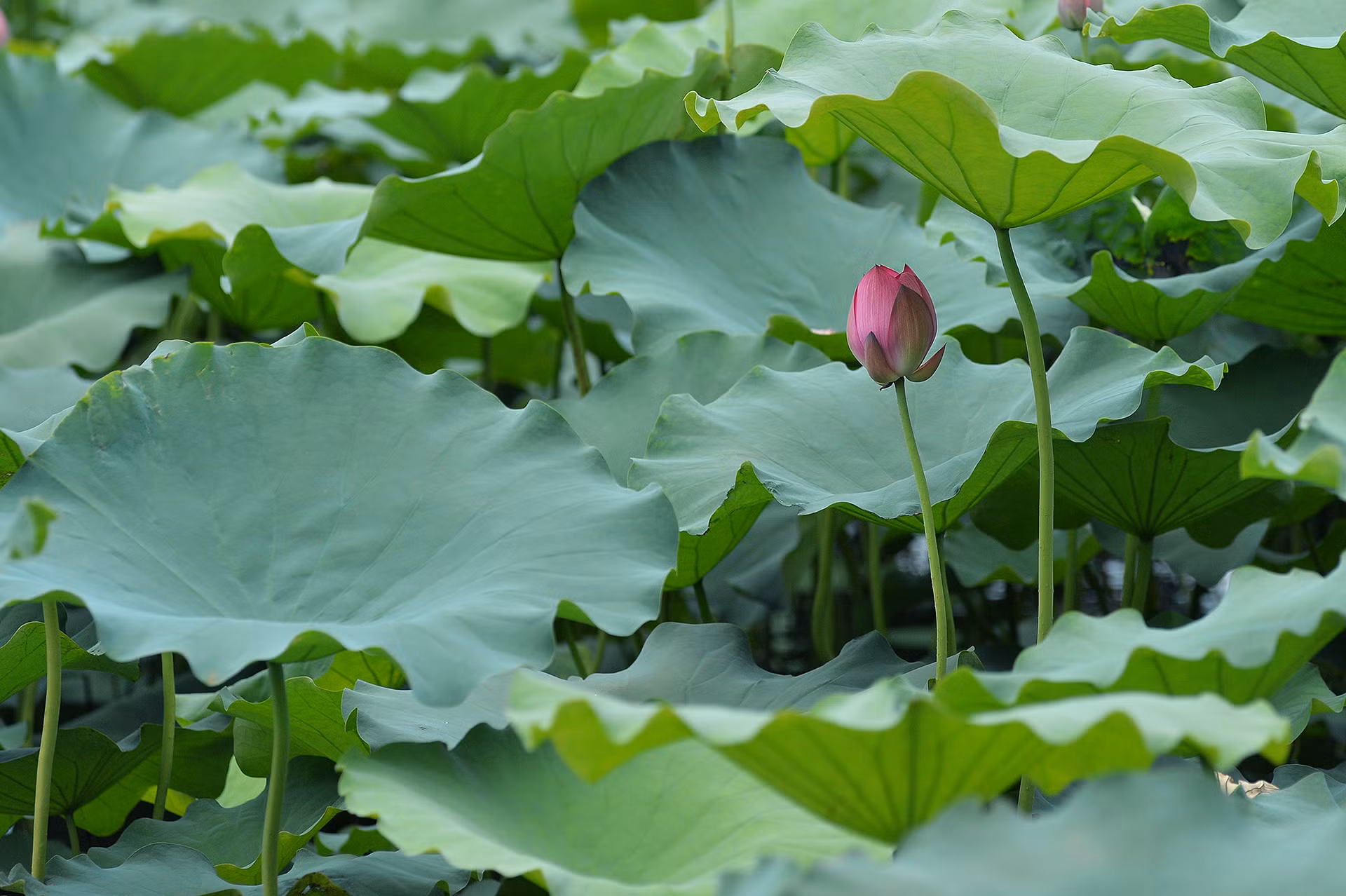 Nụ sen hồng e lệ nấp dưới tán lá như một thiếu nữ mới lớn.