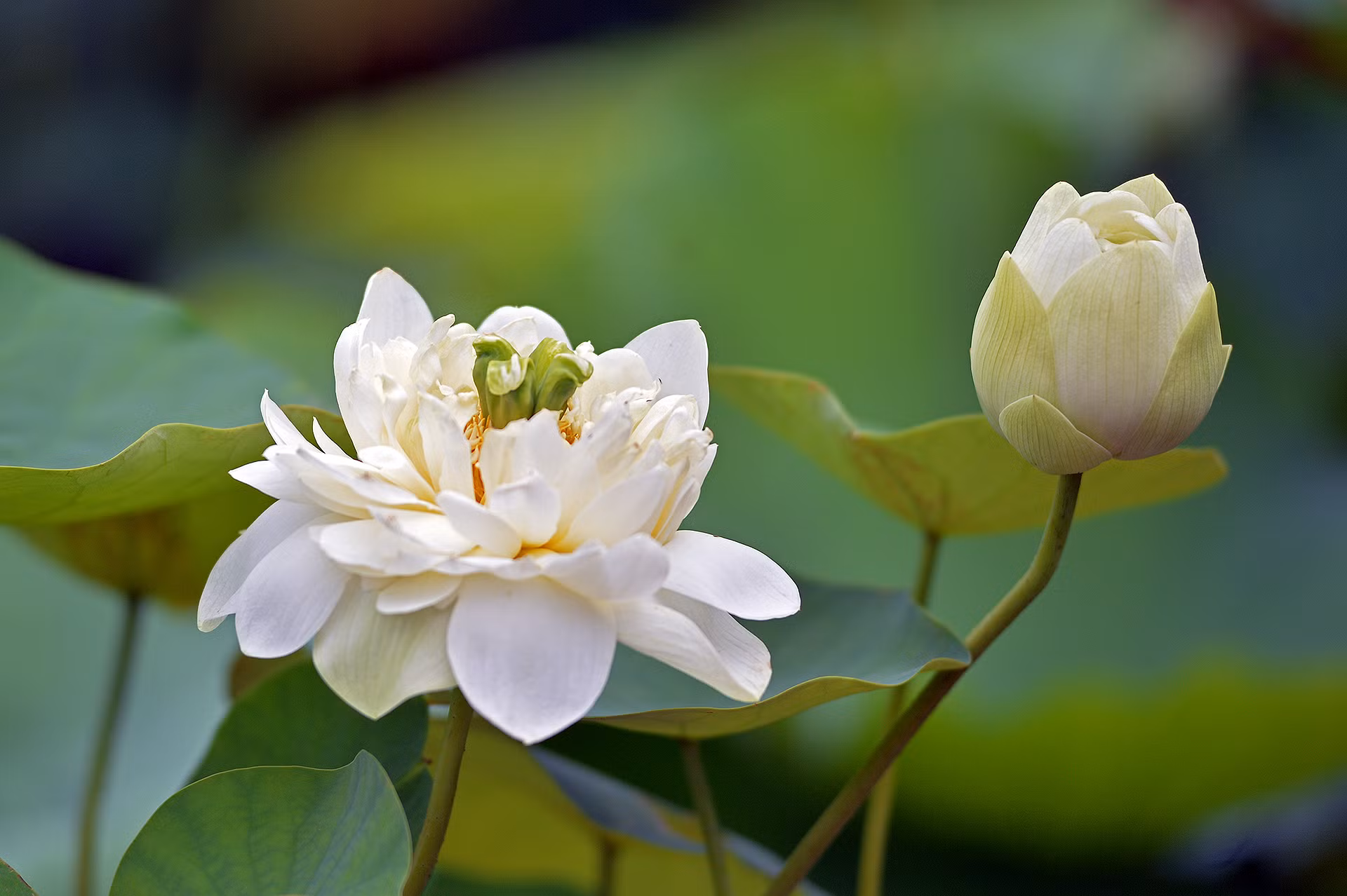 Một đóa sen trắng bung nở, đón nắng vàng tươi.