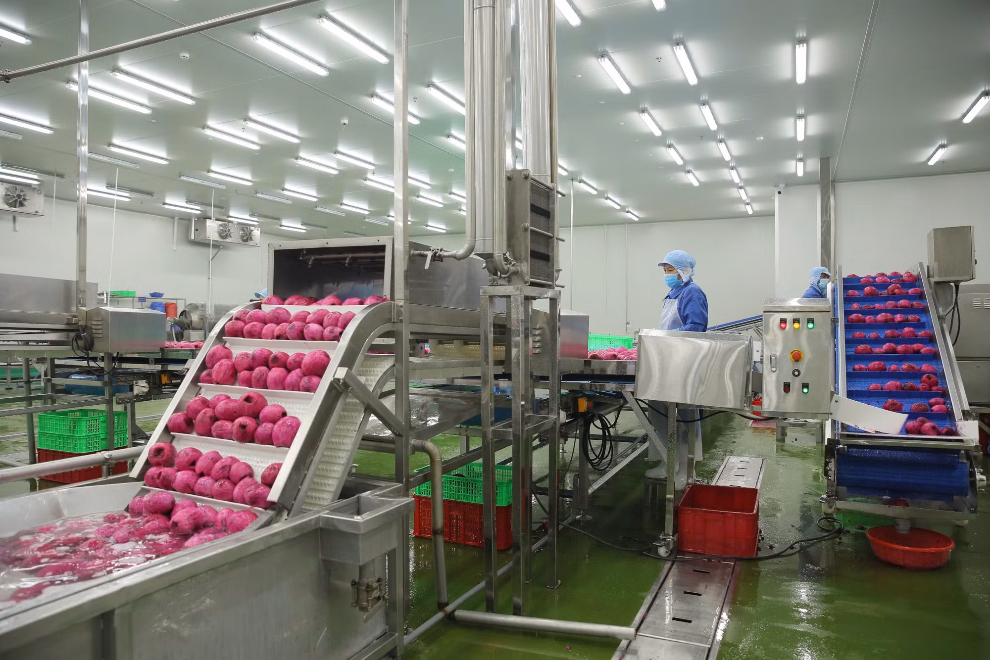 Công đoạn sơ chế trong dây chuyền chế biến sản phẩm thanh long tại Công ty cổ phần công nghiệp thực phẩm Thabico Tiền Giang. (ảnh: NGUYỄN SỰ). Công đoạn sơ chế trong dây chuyền chế biến sản phẩm thanh long tại Công ty cổ phần công nghiệp thực phẩm Thabico Tiền Giang. (ảnh: NGUYỄN SỰ).