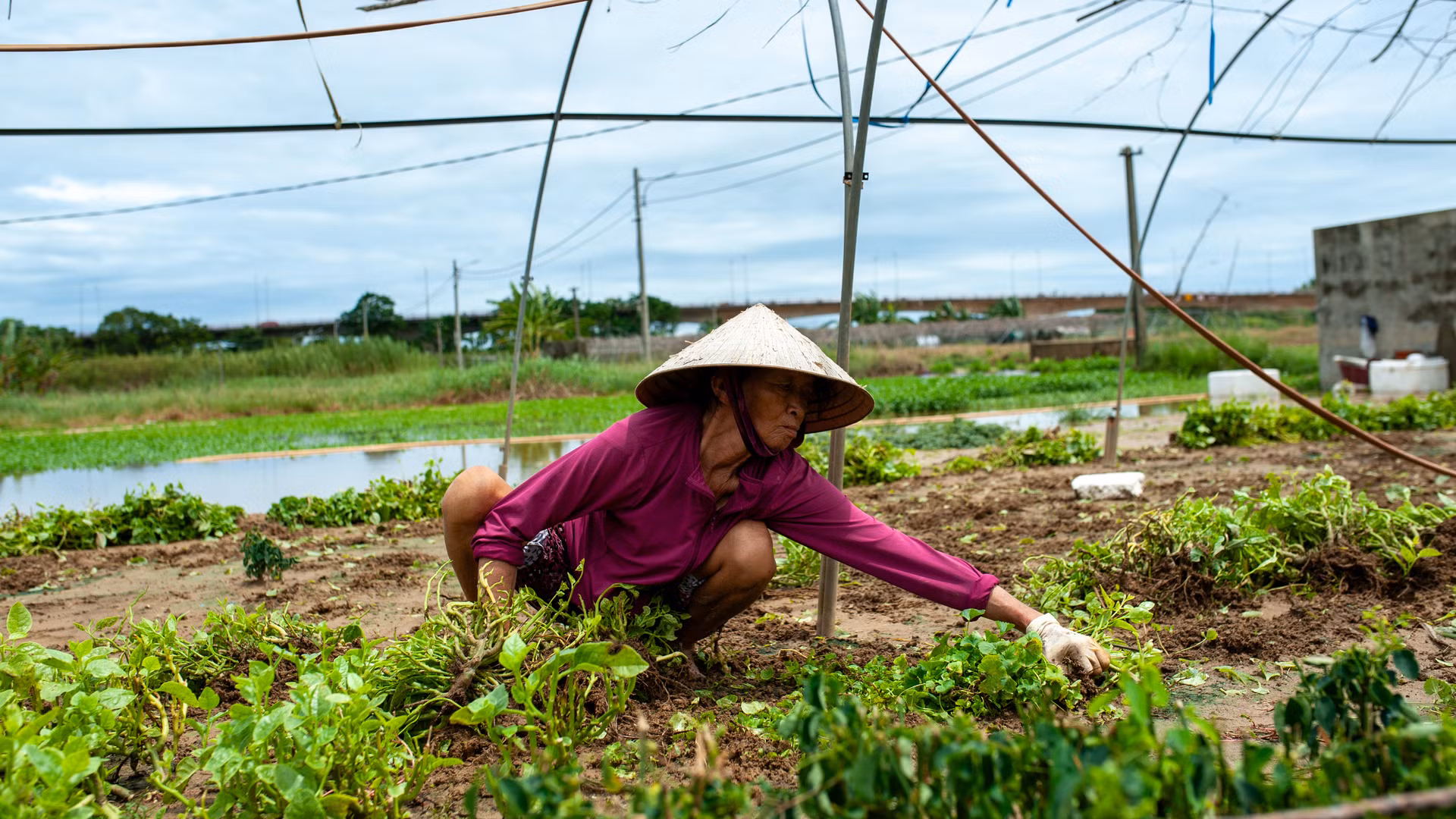 Bà Chiến nhổ những luống rau bị ngập úng để làm lại. Bà Chiến nhổ những luống rau bị ngập úng để làm lại.