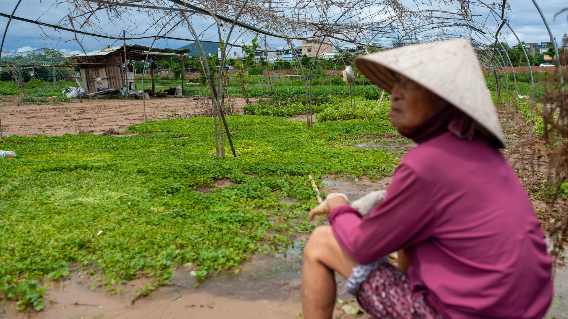 Bà Trần Thị Chiến bên vườn rau của mình bị thiệt hại do mưa lớn. Bà Trần Thị Chiến bên vườn rau của mình bị thiệt hại do mưa lớn.