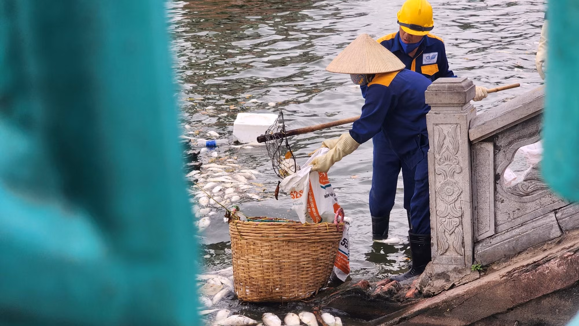 Theo các công nhân môi trường, cá tại hồ Tây chết rải rác ở rất nhiều khu vực như Quảng An, Vệ Hồ, Trích Sài, Nguyễn Đình Thi. Điều này khiến họ phải rất vất vả để có thể thu gom và làm sạch mặt hồ. Theo các công nhân môi trường, cá tại hồ Tây chết rải rác ở rất nhiều khu vực như Quảng An, Vệ Hồ, Trích Sài, Nguyễn Đình Thi. Điều này khiến họ phải rất vất vả để có thể thu gom và làm sạch mặt hồ.