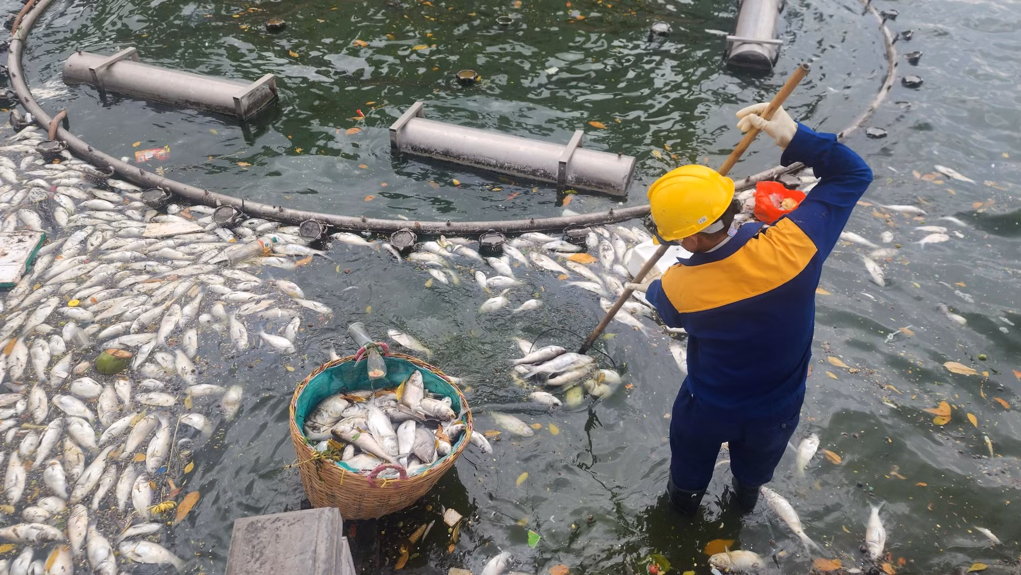 [Ảnh] Cá lại chết hàng loạt tại hồ Tây