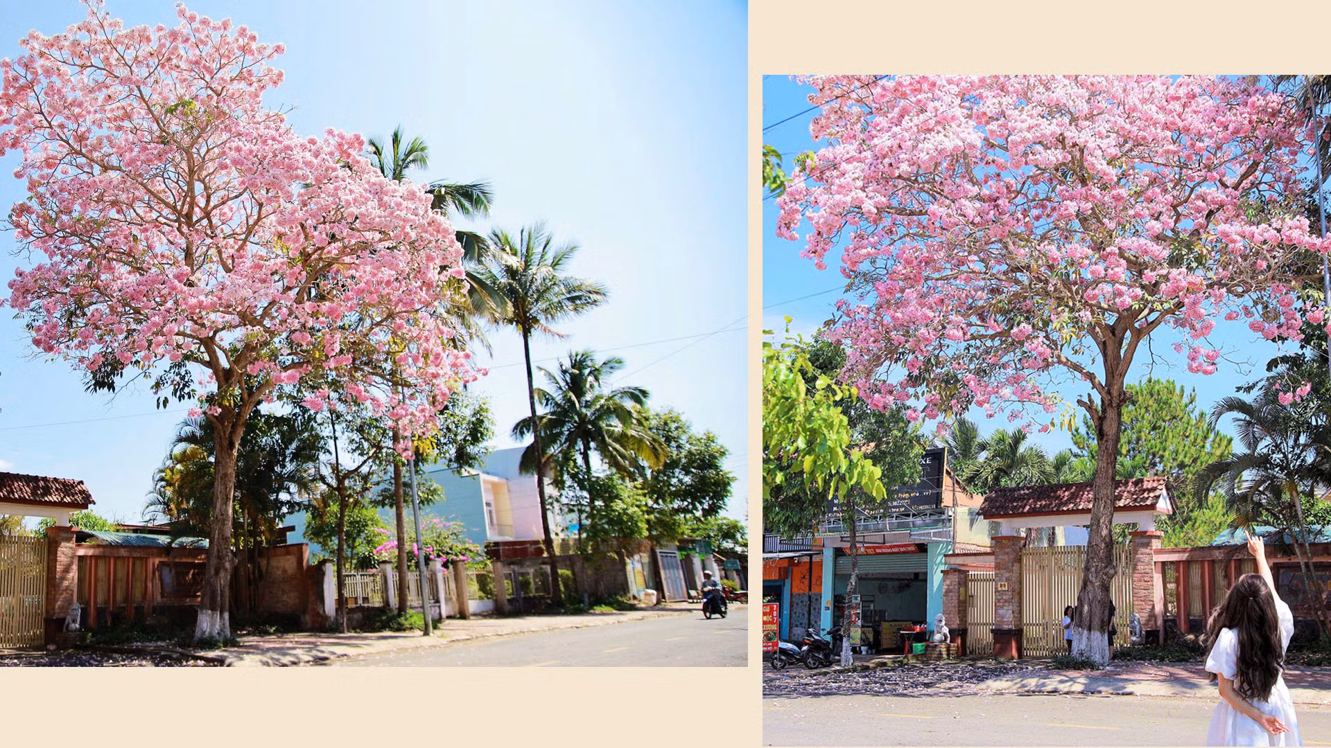 Qua thì mãn khai, khi ngọn gió xuân lướt thướt, những cánh hoa hồng phấn rơi rơi, dệt những thảm hoa dưới gốc cây như dải lụa hồng.