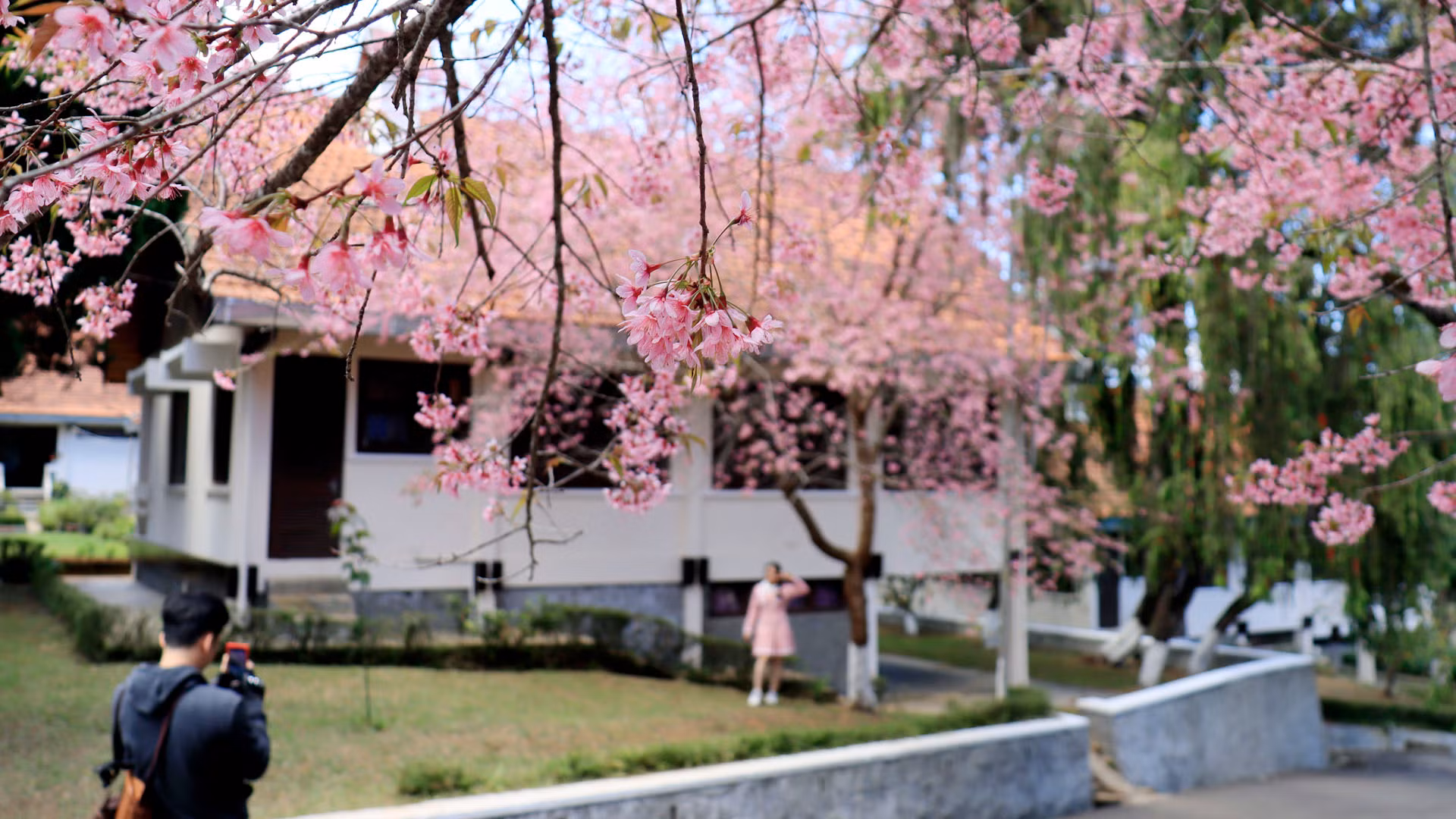 Vẻ đẹp của hoa mai anh đào đã vào thơ, hội họa và là nguồn cảm hứng cho các nhạc sĩ. Vẻ đẹp của hoa mai anh đào đã vào thơ, hội họa và là nguồn cảm hứng cho các nhạc sĩ.