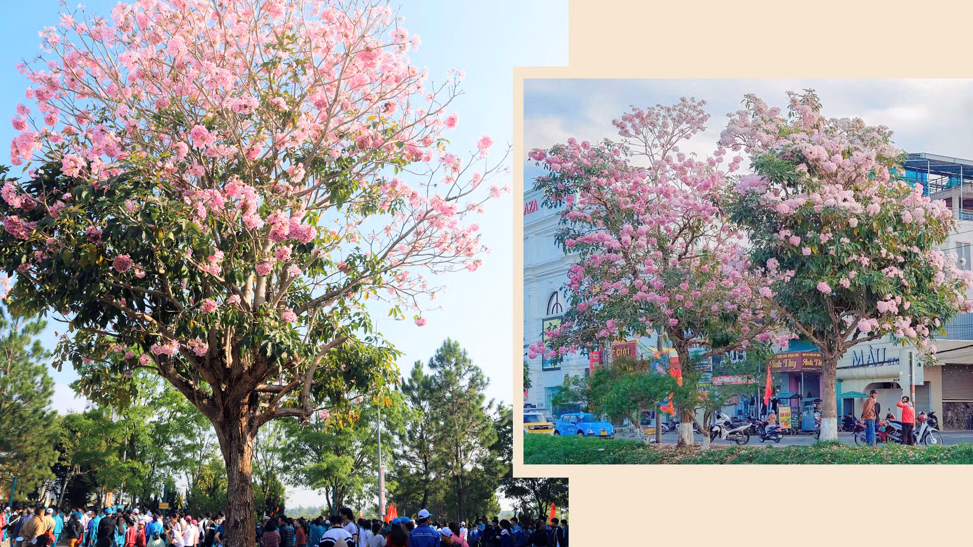 Loài hoa này được Công ty cổ phần Công trình đô thị Bảo Lộc đưa vào trồng thử nghiệm trên một số tuyến đường và công viên tại thành phố Bảo Lộc từ năm 2010, với hơn 1.000 cây.