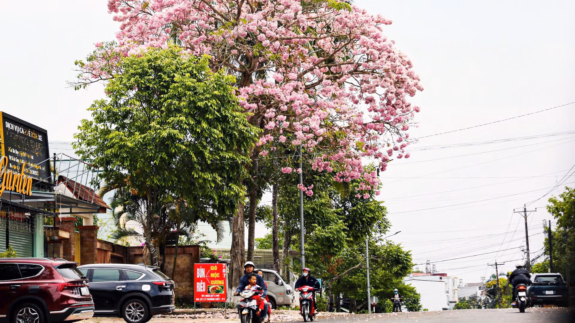 Hoa hồng phấn nở rộ trên nhiều đường phố Bảo Lộc đẹp miên man. Trong ảnh: Cây hồng phấn nở rộ trên đường Lý Thường Kiệt, phường 1, thành phố Bảo Lộc.