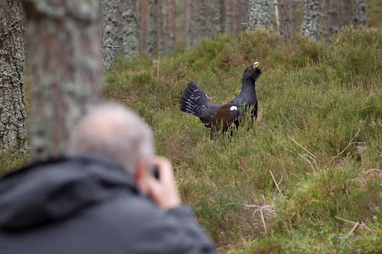 Bà Carolyn Robertson, Giám đốc Dự án bảo tồn gà gô Cairngorms lo ngại, sự xuất hiện của con người đã làm tăng mức độ căng thẳng cho Capercaillie, khiến chúng không dám quay lại nơi sinh sản trong nhiều ngày tiếp theo.