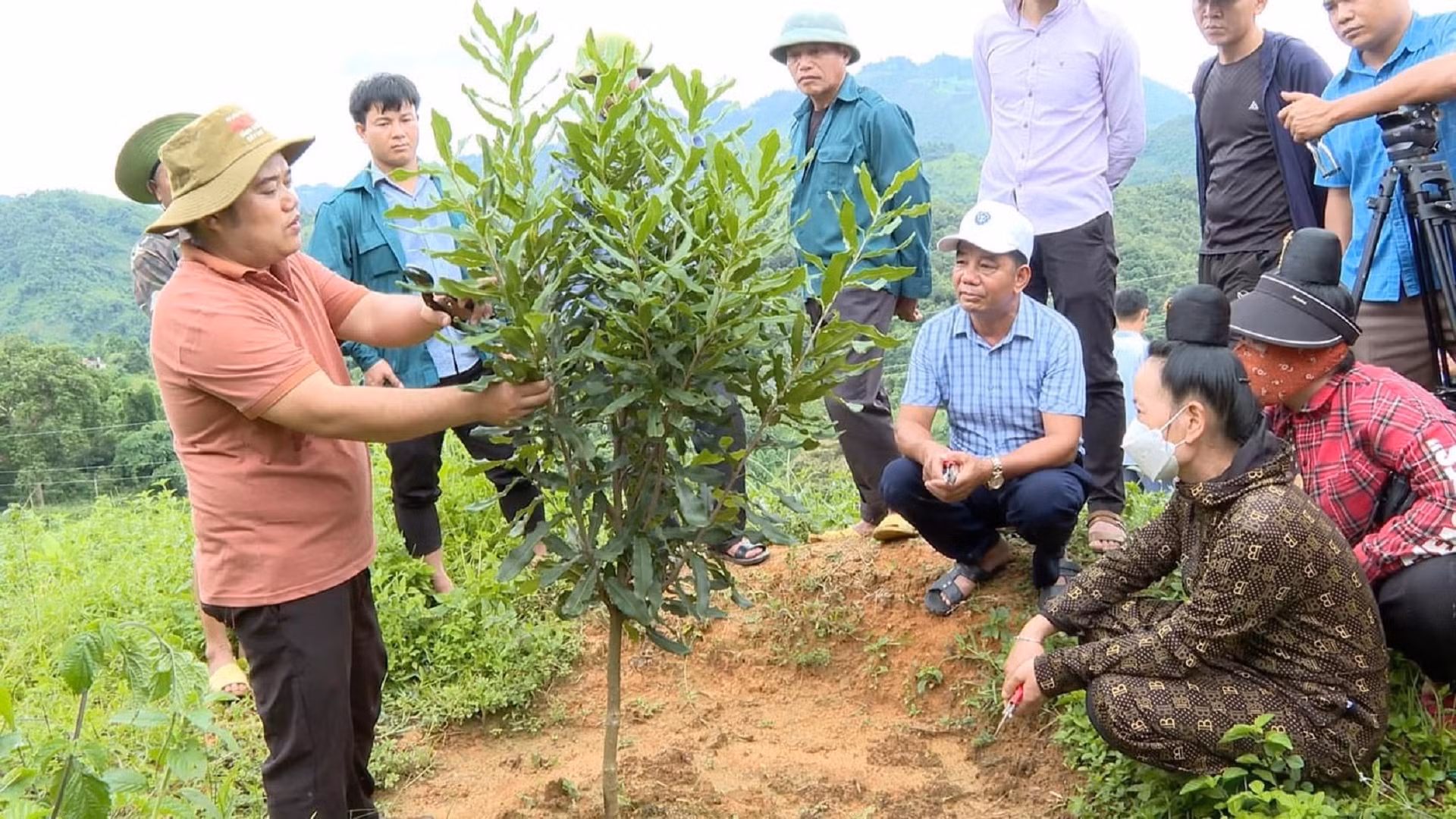 Cán bộ kỹ thuật Trung tâm Dịch vụ nông nghiệp huyện Tuần Giáo hướng dẫn nông dân cách chăm sóc cây mắc-ca.