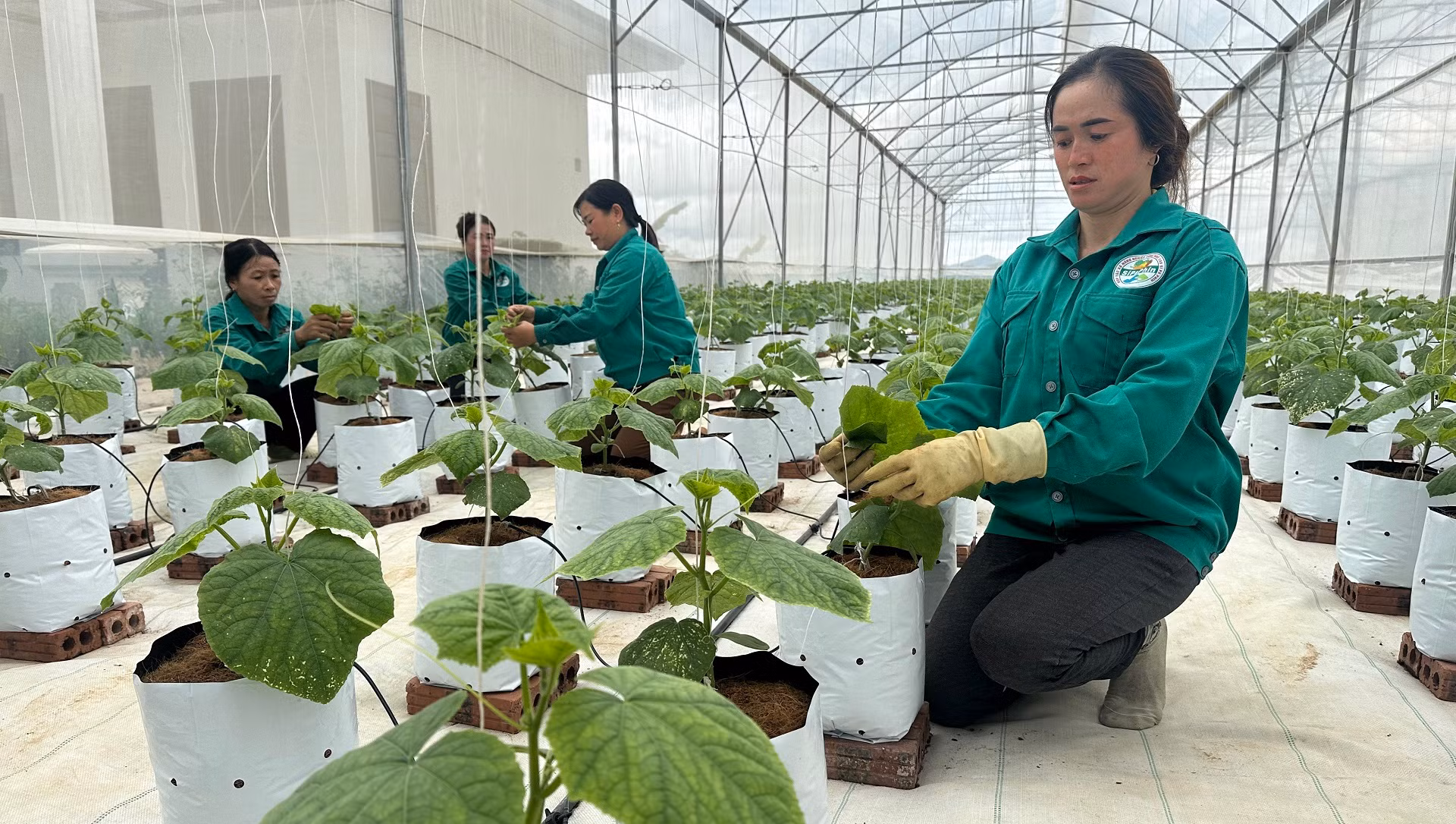 Công nhân Hợp tác xã rau sạch Si Pa Phìn chăm sóc rau trồng trong nhà lưới.