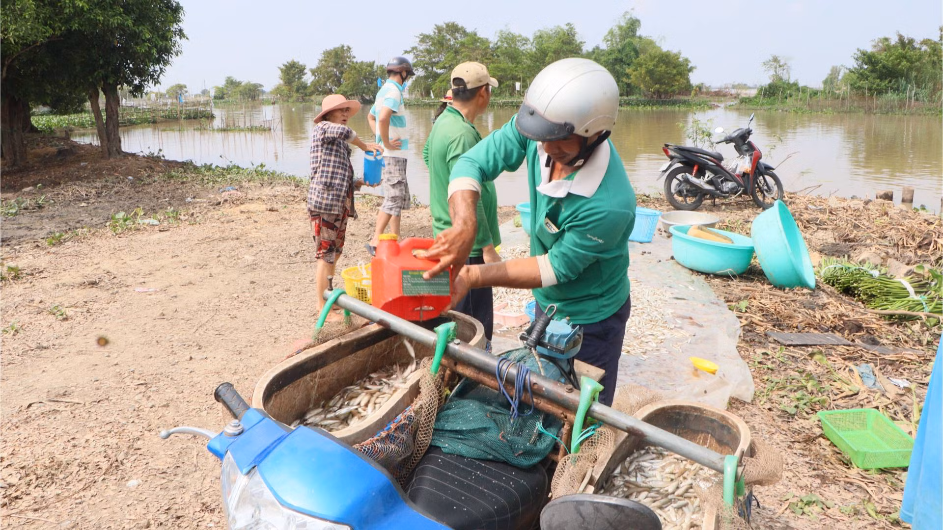 Cá linh được các cơ sở thu mua để làm nước mắm hay làm mắm. Cá linh được các cơ sở thu mua để làm nước mắm hay làm mắm.