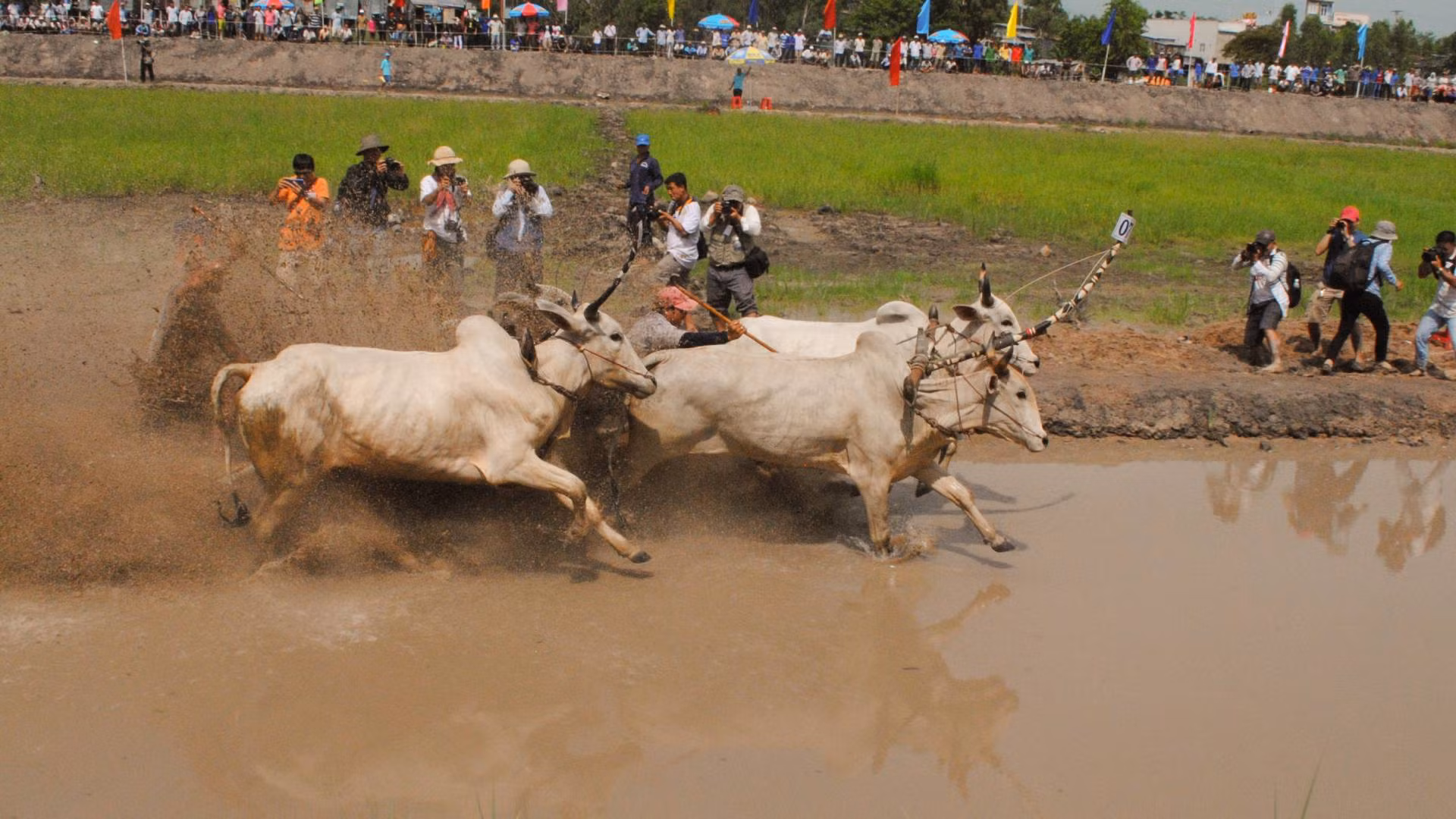 Đua bò là môn thể thao luôn hấp dẫn, kịch tính.