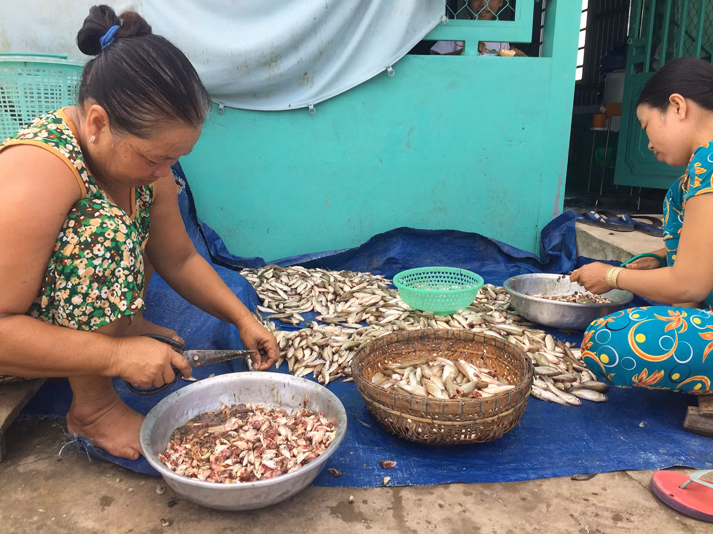 Làm cá linh ủ mắm ở Châu Đốc. Làm cá linh ủ mắm ở Châu Đốc.