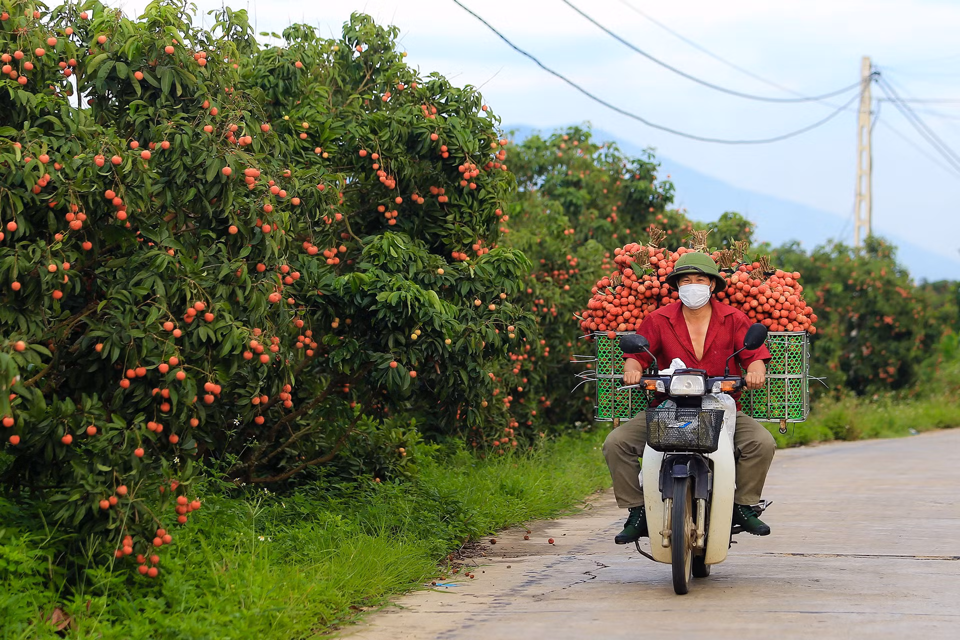 [Ảnh] Vải thiều Lục Ngạn, sản phẩm OCOP nổi tiếng của Bắc Giang ảnh 4