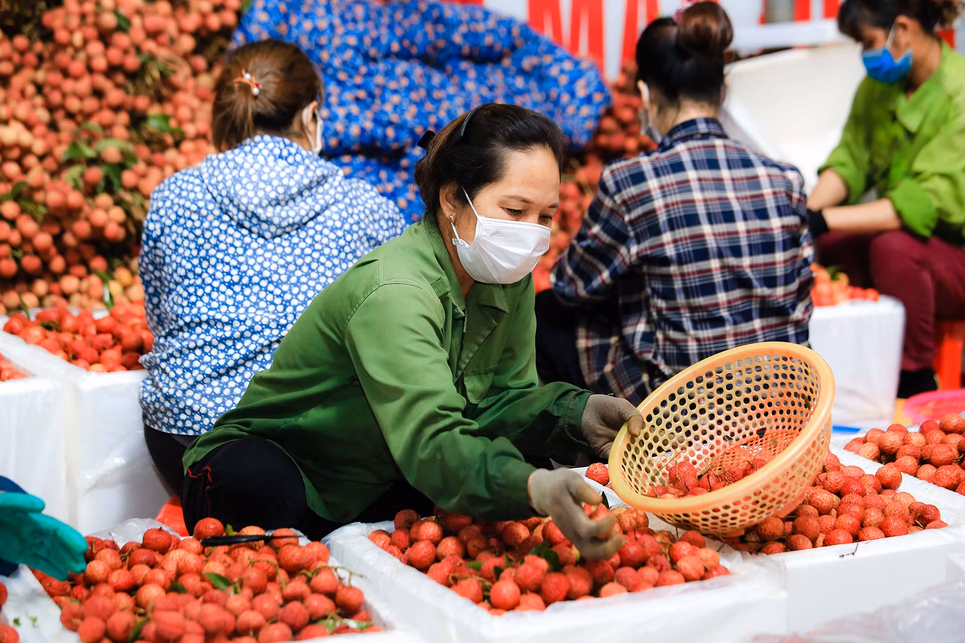 [Ảnh] Vải thiều Lục Ngạn, sản phẩm OCOP nổi tiếng của Bắc Giang ảnh 12
