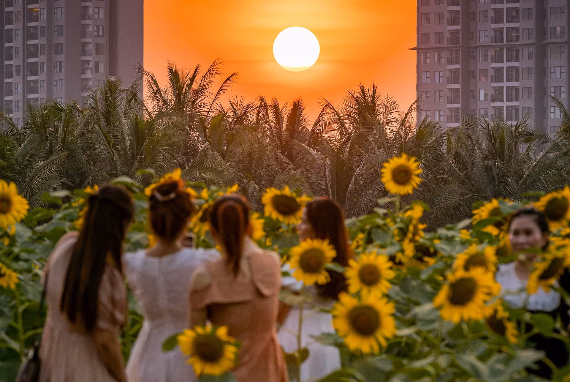 [Ảnh] Mê mẩn ngắm cánh đồng hoa hướng dương rực rỡ khoe sắc tại Ecopark ảnh 13
