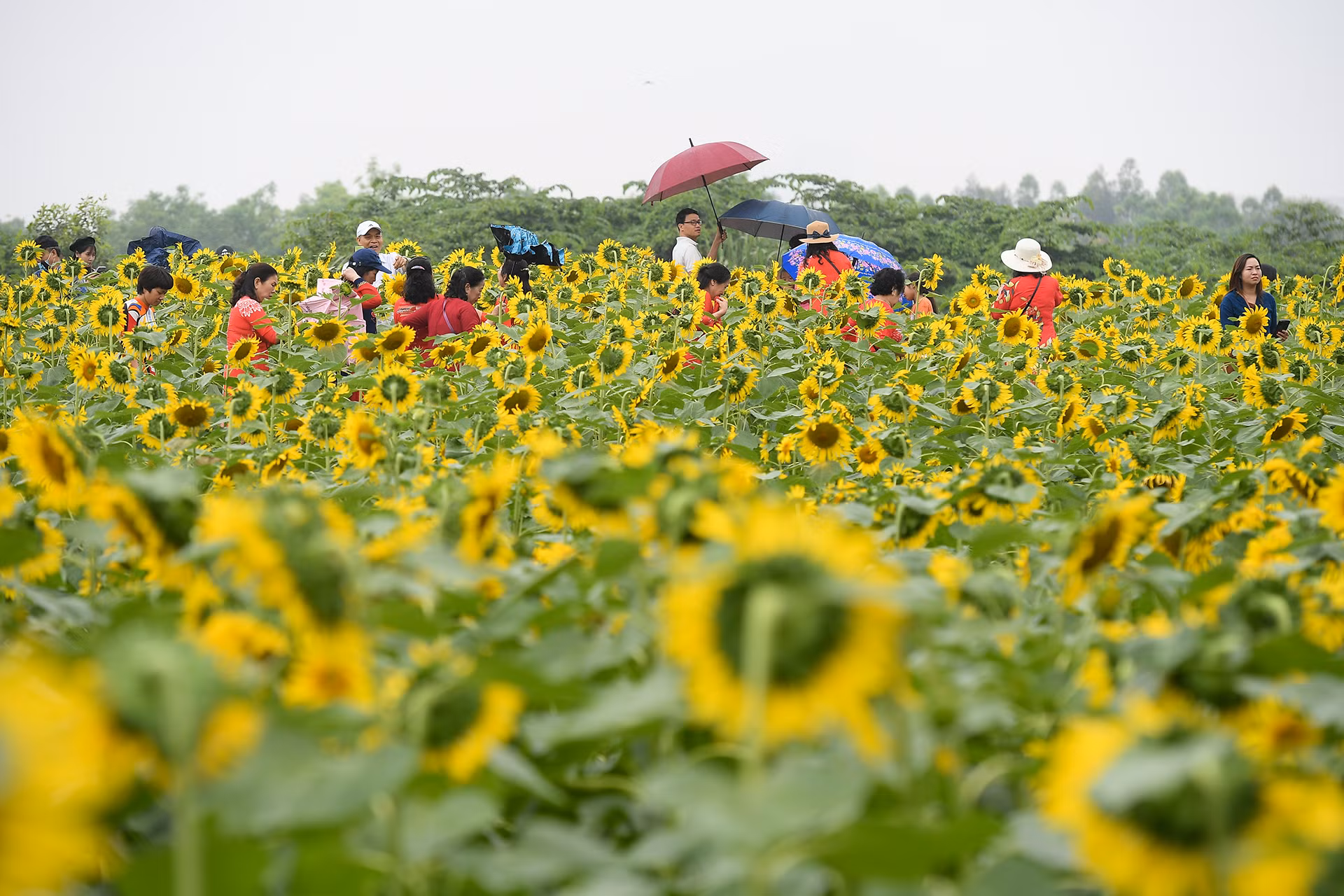 [Ảnh] Mê mẩn ngắm cánh đồng hoa hướng dương rực rỡ khoe sắc tại Ecopark ảnh 1