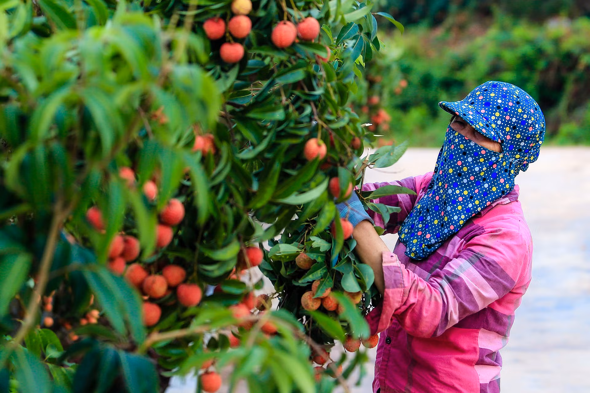 [Ảnh] Vải thiều Lục Ngạn, sản phẩm OCOP nổi tiếng của Bắc Giang ảnh 2