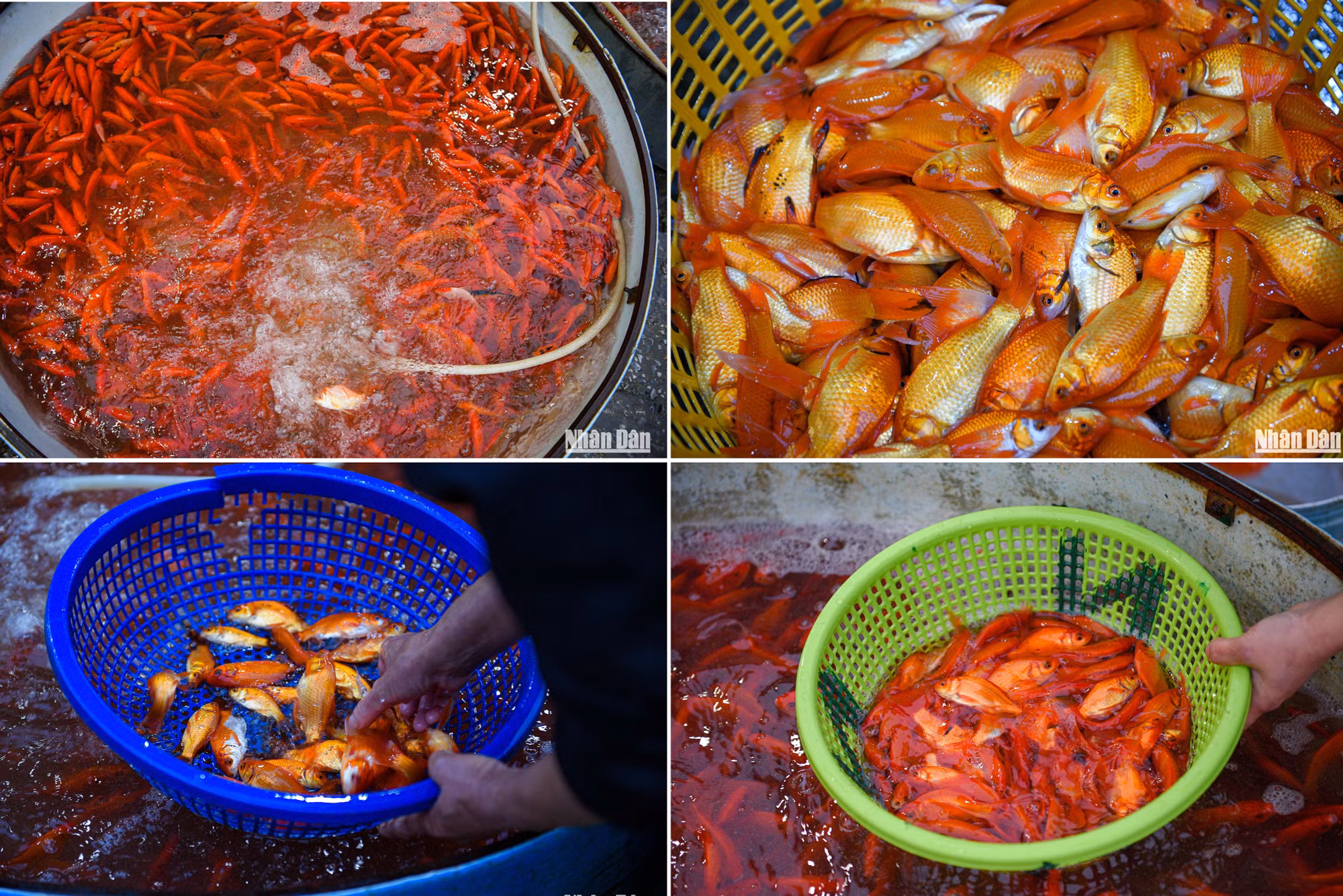 Tại chợ cá Yên Sở, có 2 loại cá chép được bán chủ yếu phục vụ cho lễ cúng ông Công, ông Táo là cá chép đỏ và cá chép vàng.