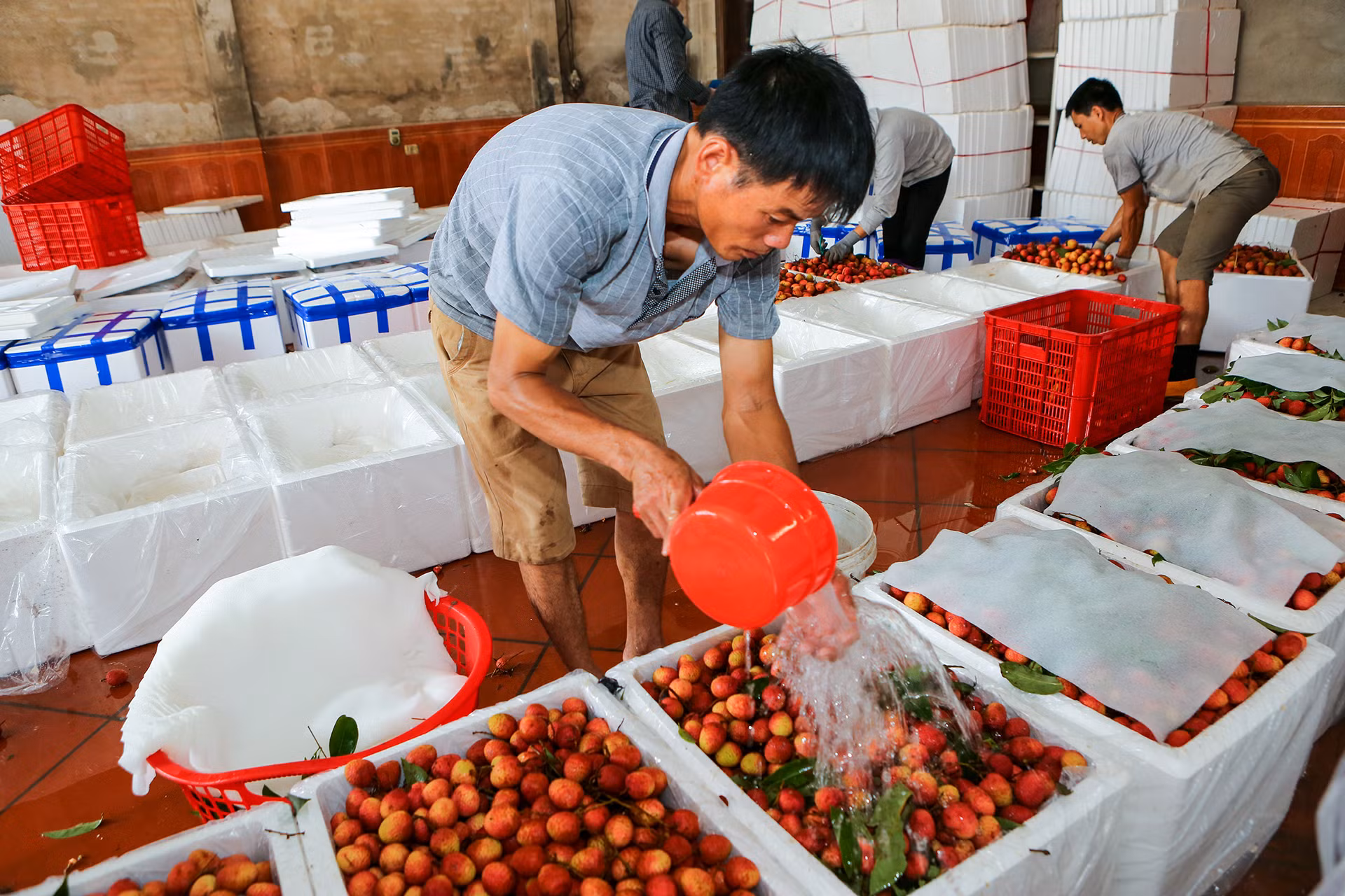 [Ảnh] Vải thiều Lục Ngạn, sản phẩm OCOP nổi tiếng của Bắc Giang ảnh 11