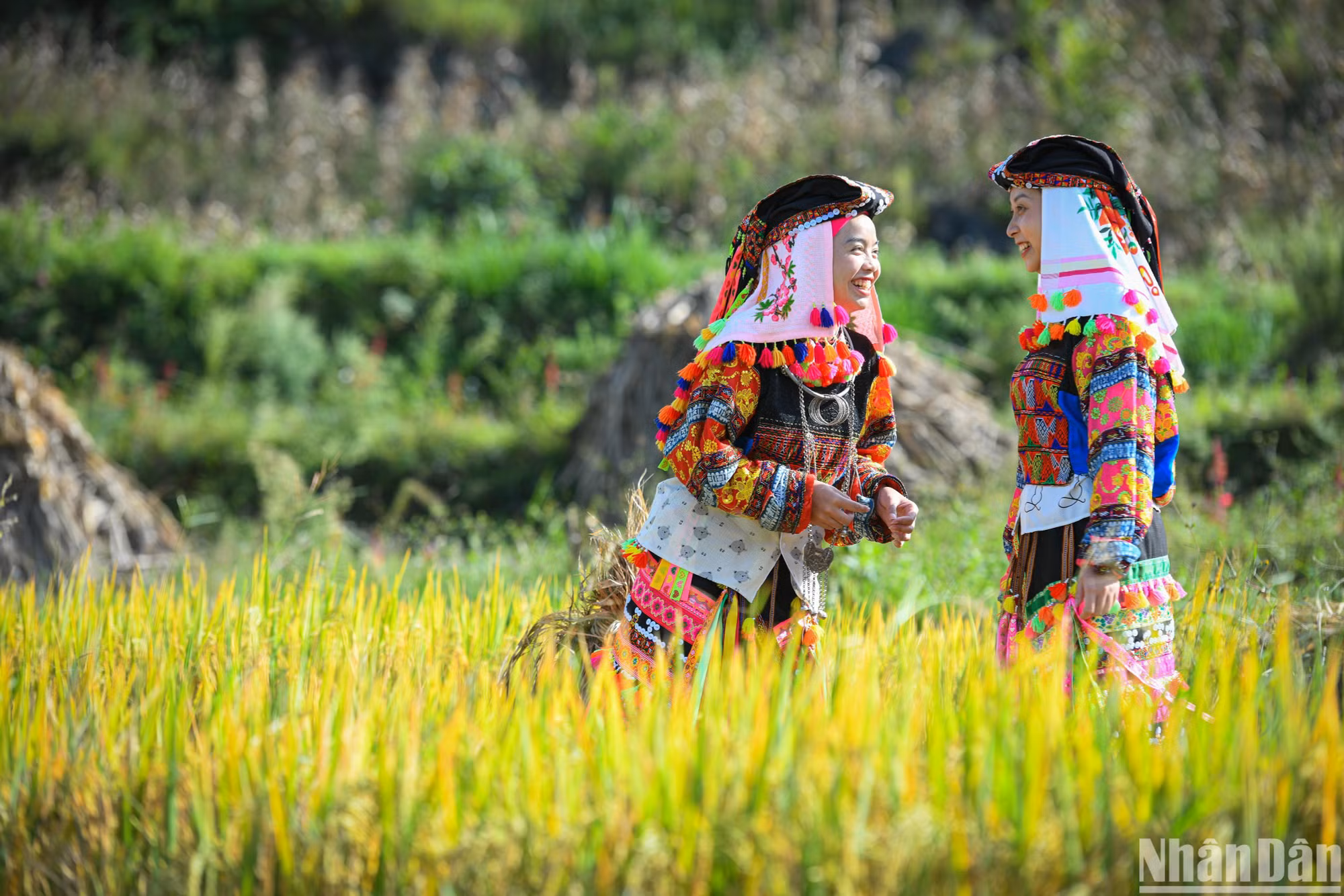 Vẻ đẹp rực rỡ của các thiếu nữ người Lô Lô Hoa bên ruộng bậc thang vàng ươm của cao nguyên đá Đồng Văn. Vẻ đẹp rực rỡ của các thiếu nữ người Lô Lô Hoa bên ruộng bậc thang vàng ươm của cao nguyên đá Đồng Văn.