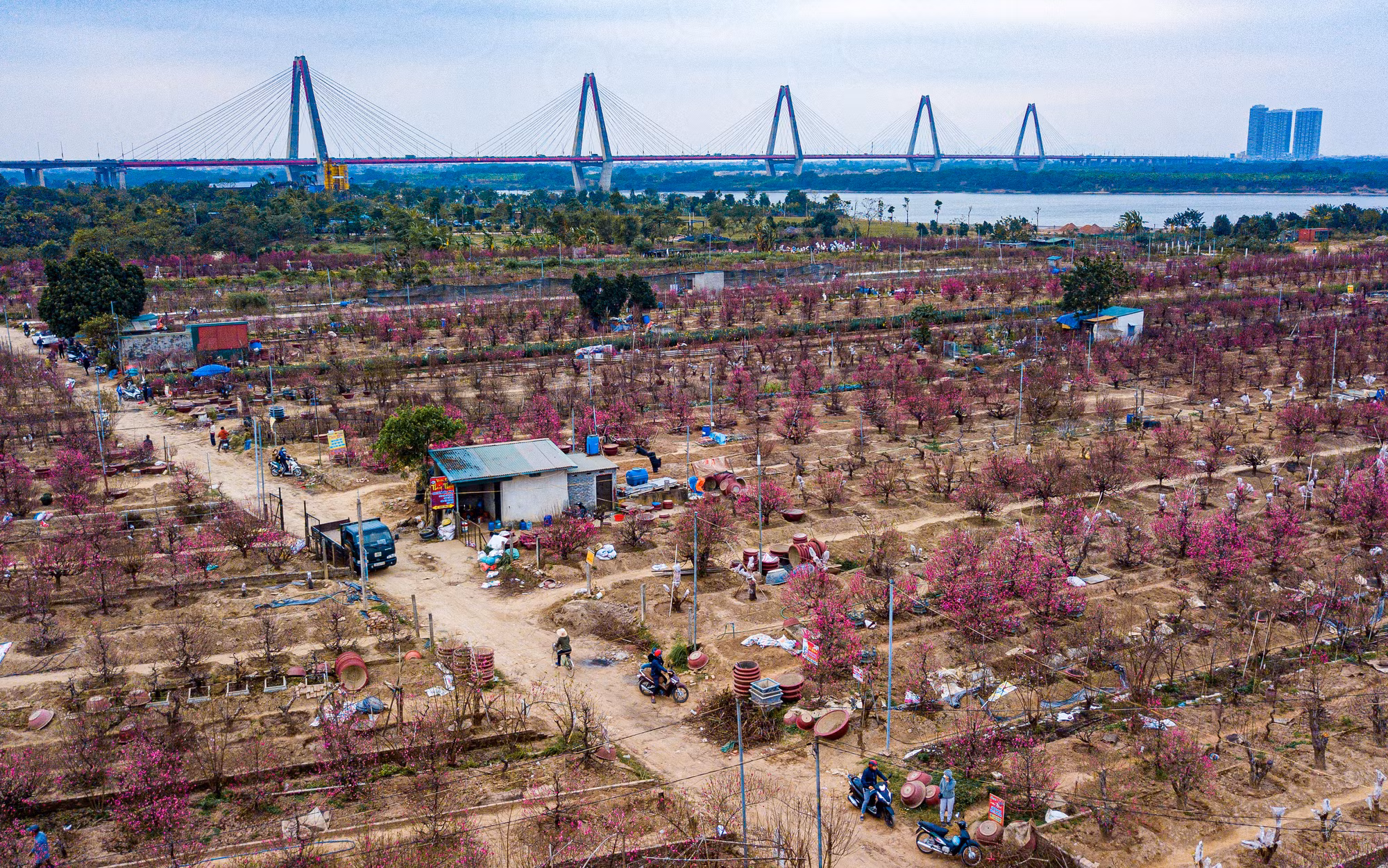 Quang cảnh làng đào Nhật Tân những ngày cận Tết.