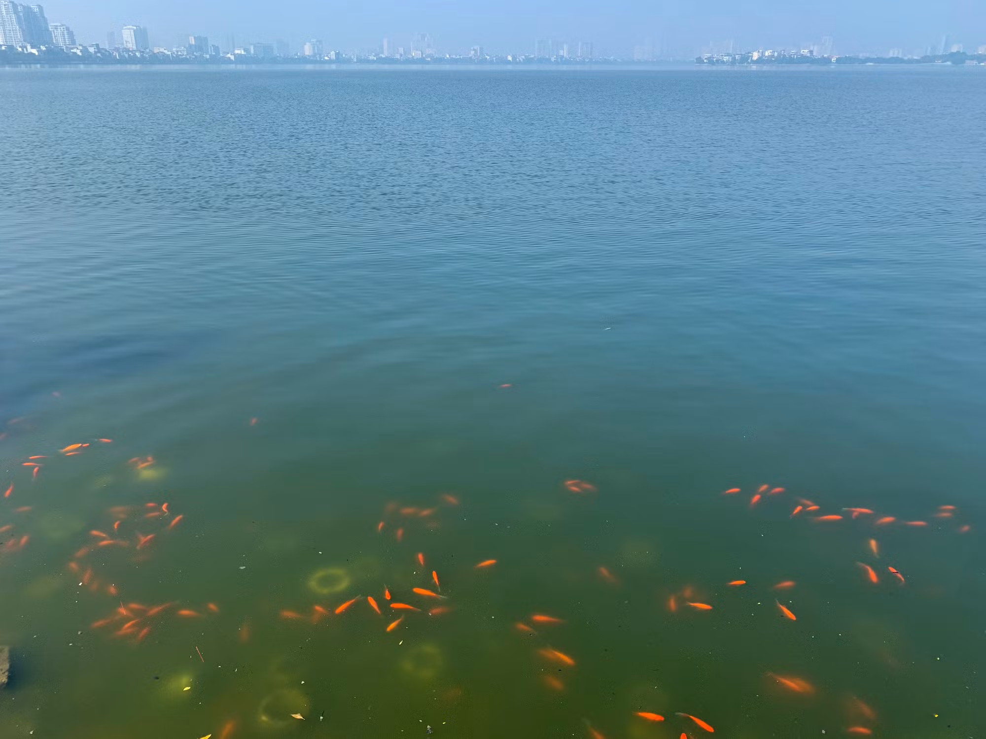 Thả cá chép tiễn ông Công ông Táo là một nét văn hóa đặc sắc của dân tộc Việt Nam. Tuy nhiên, người dân cần thả cá đúng cách để tránh làm cá chết, đồng thời cần có ý thức hơn trong việc giữ vệ sinh môi trường.