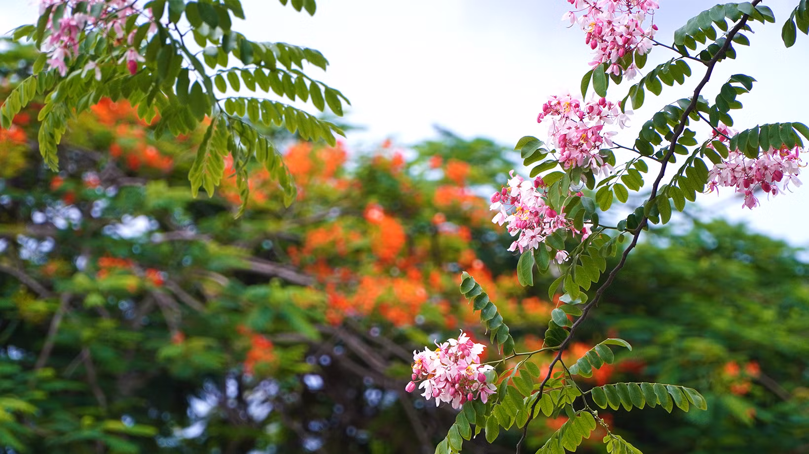 Muồng hoa đào khoe sắc cùng phượng hồng. (Ảnh: HỮU NGHĨA) Muồng hoa đào khoe sắc cùng phượng hồng. (Ảnh: HỮU NGHĨA)
