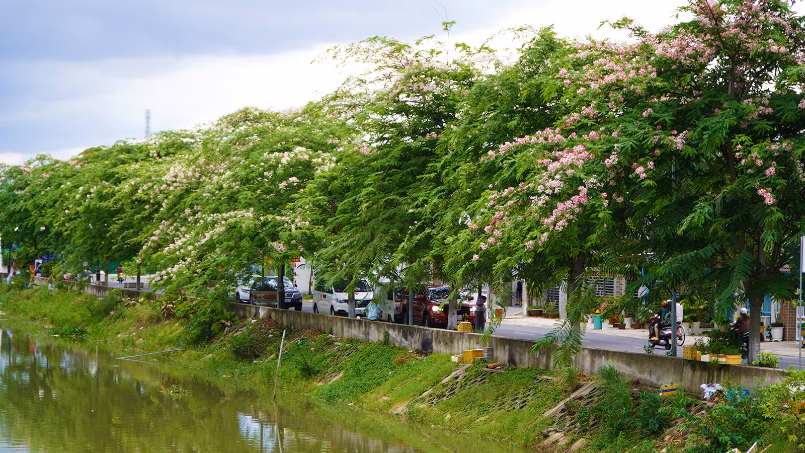 Một tuyến đường tại phường 3, thành phố Cao Lãnh trồng muồng hoa đào. (Ảnh: HỮU NGHĨA) Một tuyến đường tại phường 3, thành phố Cao Lãnh trồng muồng hoa đào. (Ảnh: HỮU NGHĨA)