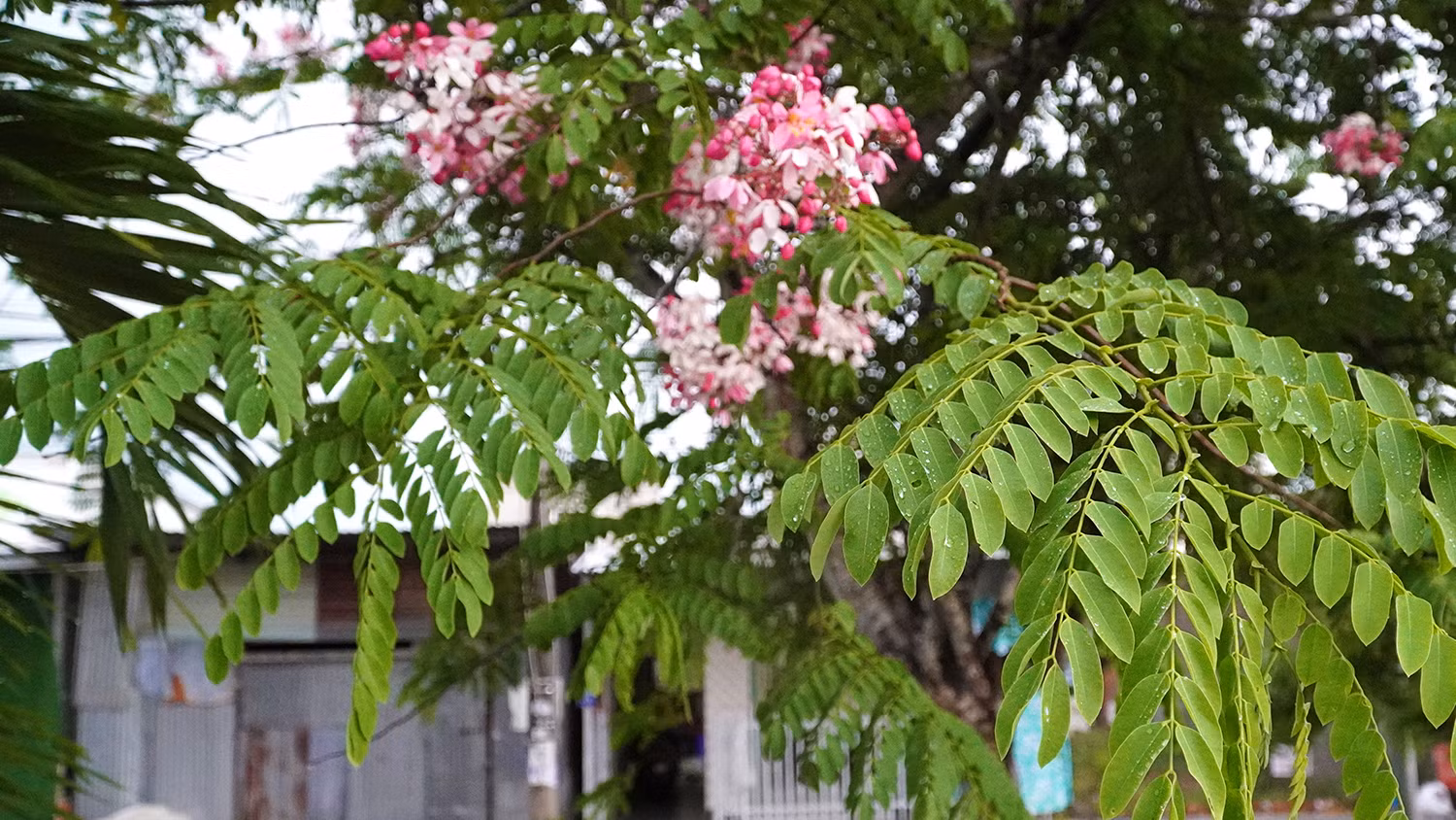 Muồng hoa đào trổ hoa trước nhà dân tại khu dân cư Quãng Khánh, xã Mỹ Trà, thành phố Cao Lãnh. (Ảnh: HỮU NGHĨA) Muồng hoa đào trổ hoa trước nhà dân tại khu dân cư Quãng Khánh, xã Mỹ Trà, thành phố Cao Lãnh. (Ảnh: HỮU NGHĨA)