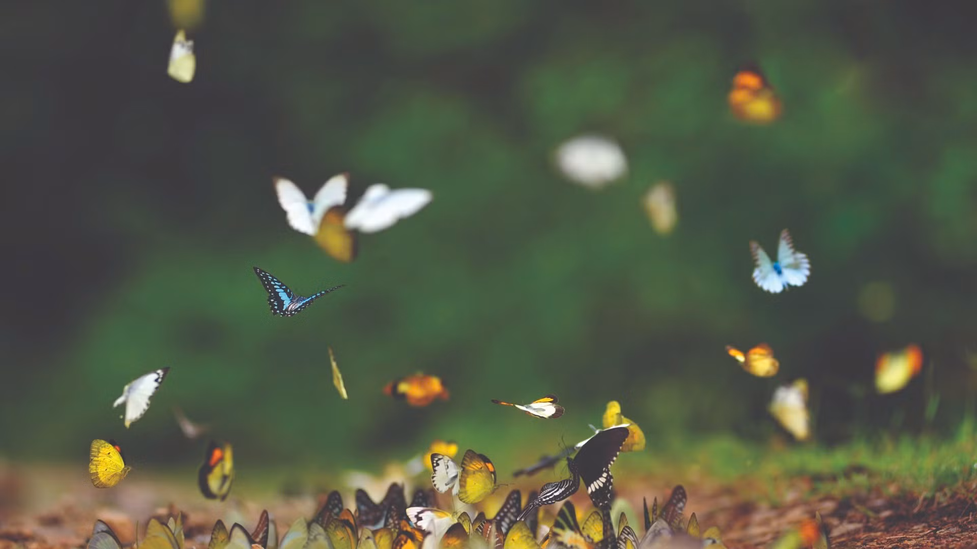 Đàn bướm sinh sống ở Khu Bảo tồn thiên nhiên văn hóa Đồng Nai. Đàn bướm sinh sống ở Khu Bảo tồn thiên nhiên văn hóa Đồng Nai.