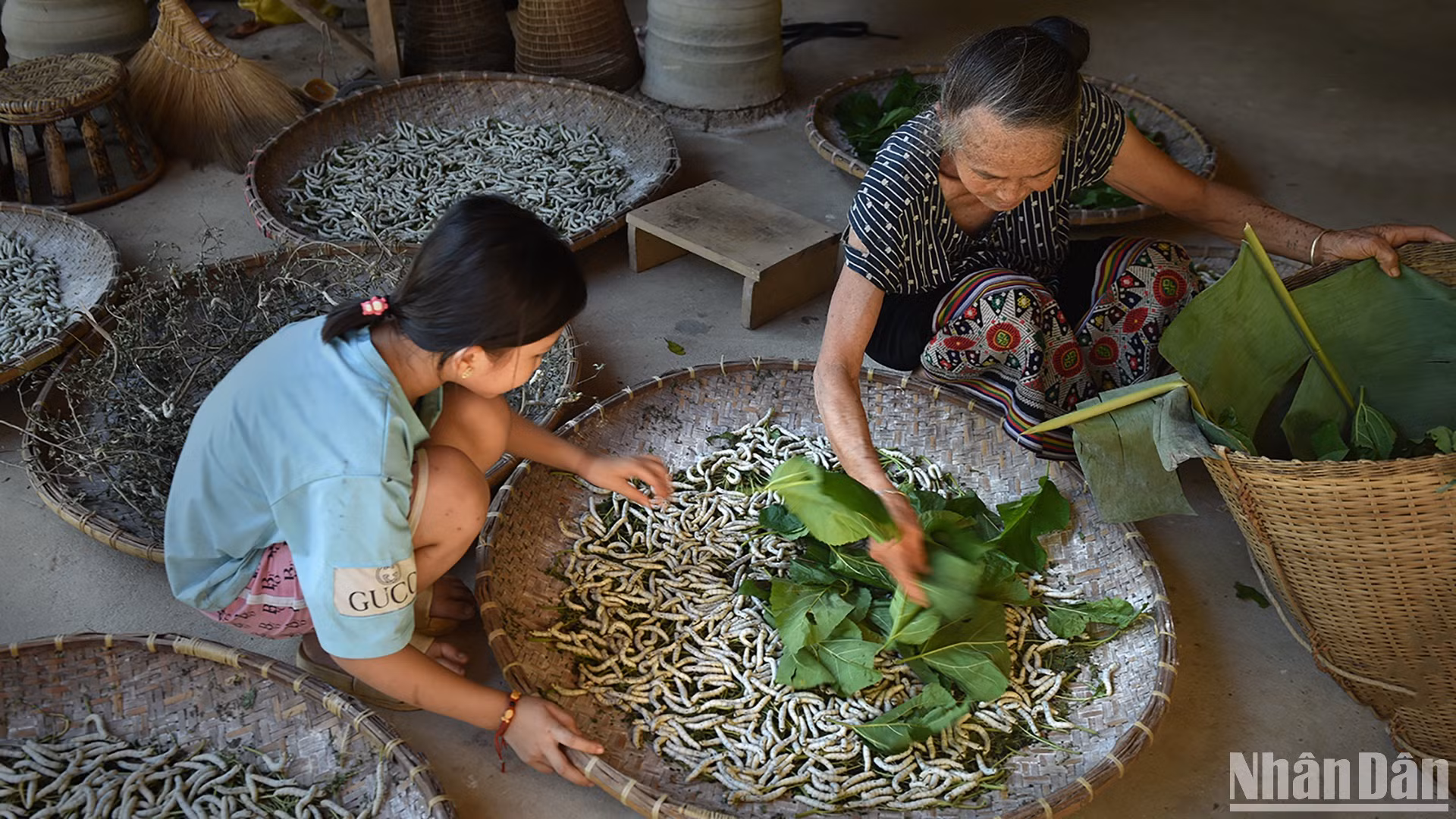Cho tằm ăn lá dâu. (Ảnh: VŨ LINH) Cho tằm ăn lá dâu. (Ảnh: VŨ LINH)