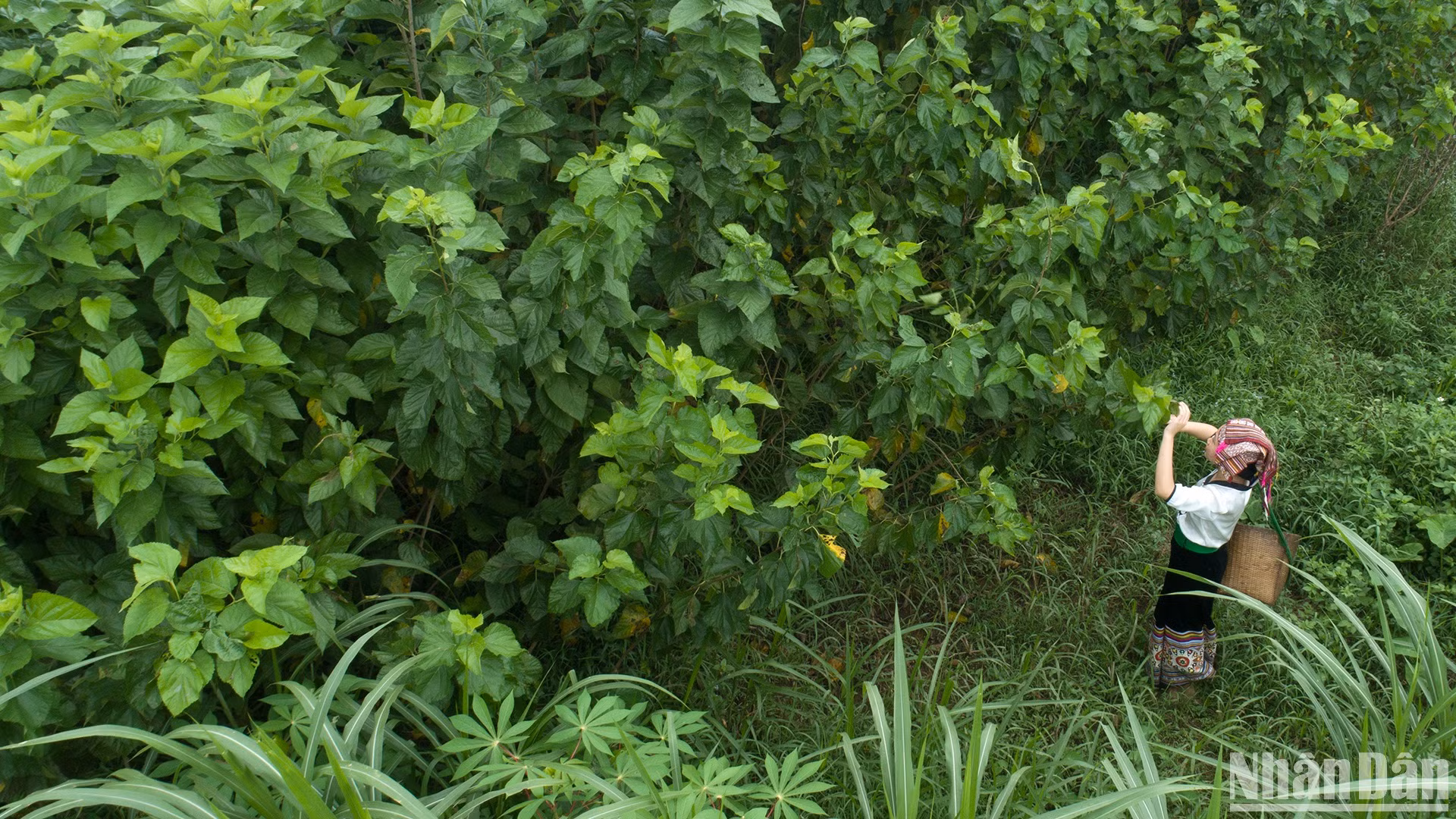 Những luống dâu xanh mát ở bản Hoa Tiến. (Ảnh: VŨ LINH) Những luống dâu xanh mát ở bản Hoa Tiến. (Ảnh: VŨ LINH)