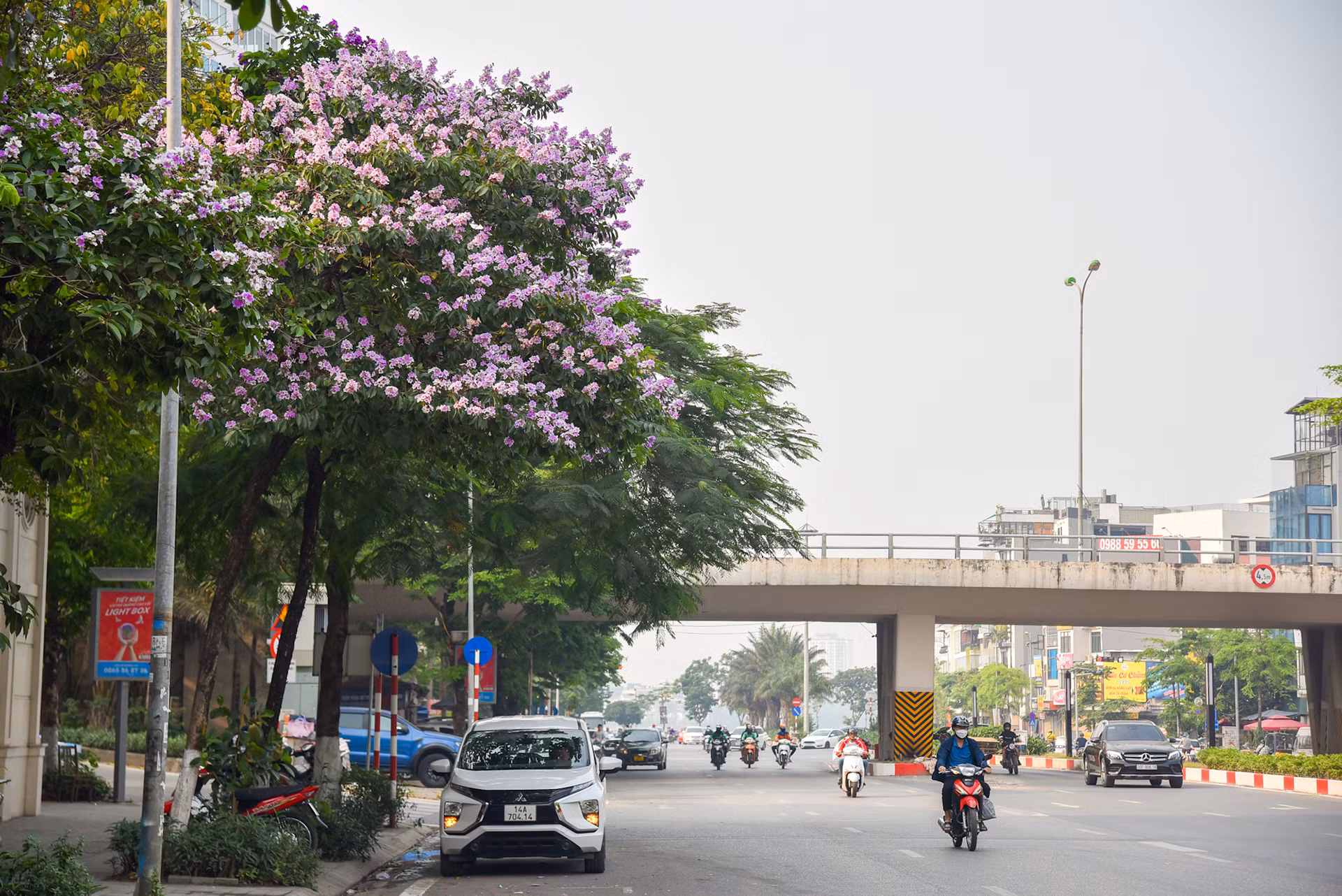 Với màu tím đặc trưng, hoa bằng lăng thu hút mọi ánh nhìn mỗi khi đi qua.