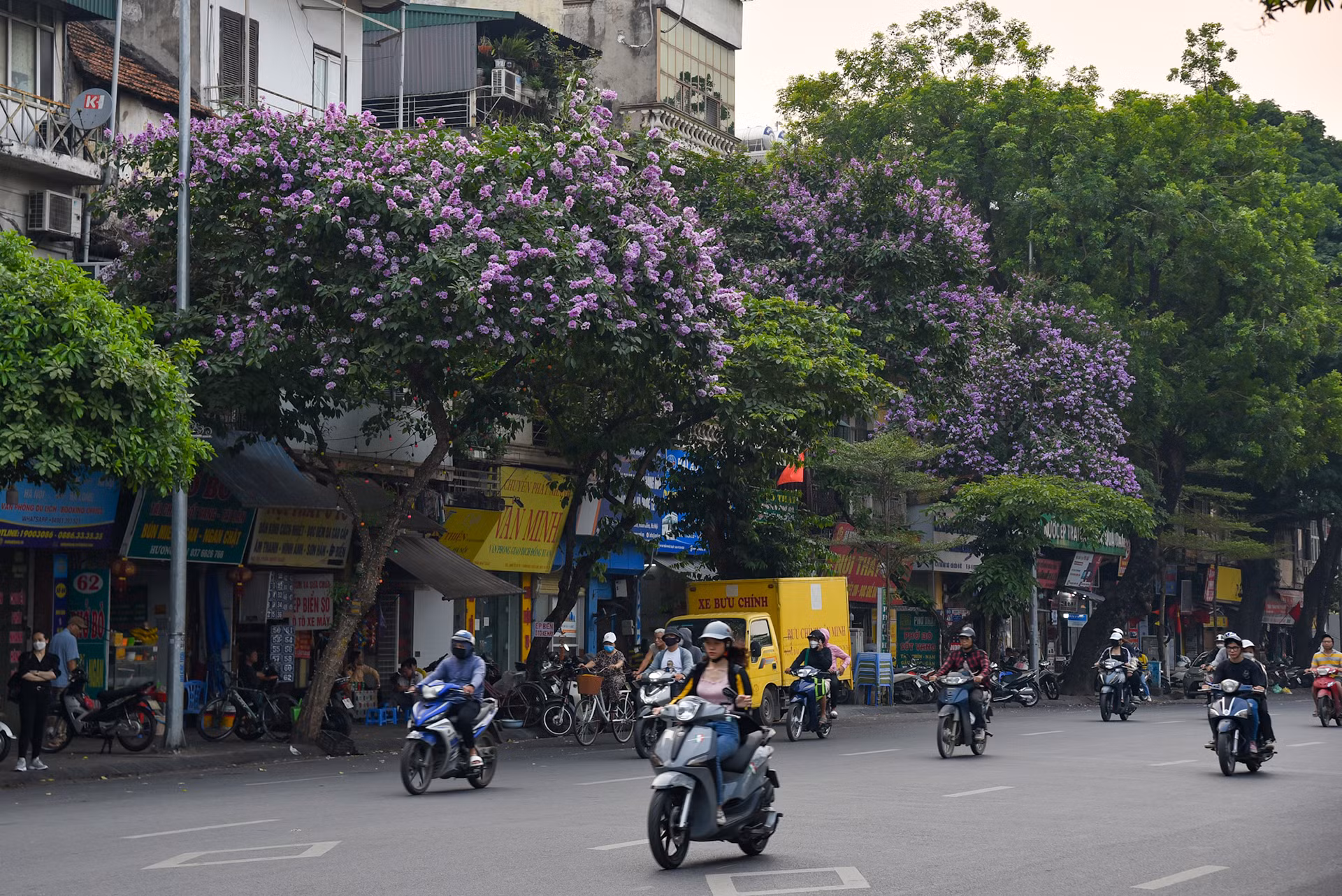 Mặc dù ra hoa nhanh nhưng hoa bằng lăng cũng chóng tàn, chỉ sau vài cơn mưa rào hoa sẽ rụng hết. Vì vậy, đây là khoảng thời gian hiếm hoi để người dân có thể chiêm ngưỡng, chụp hình với loài hoa đặc biệt này.