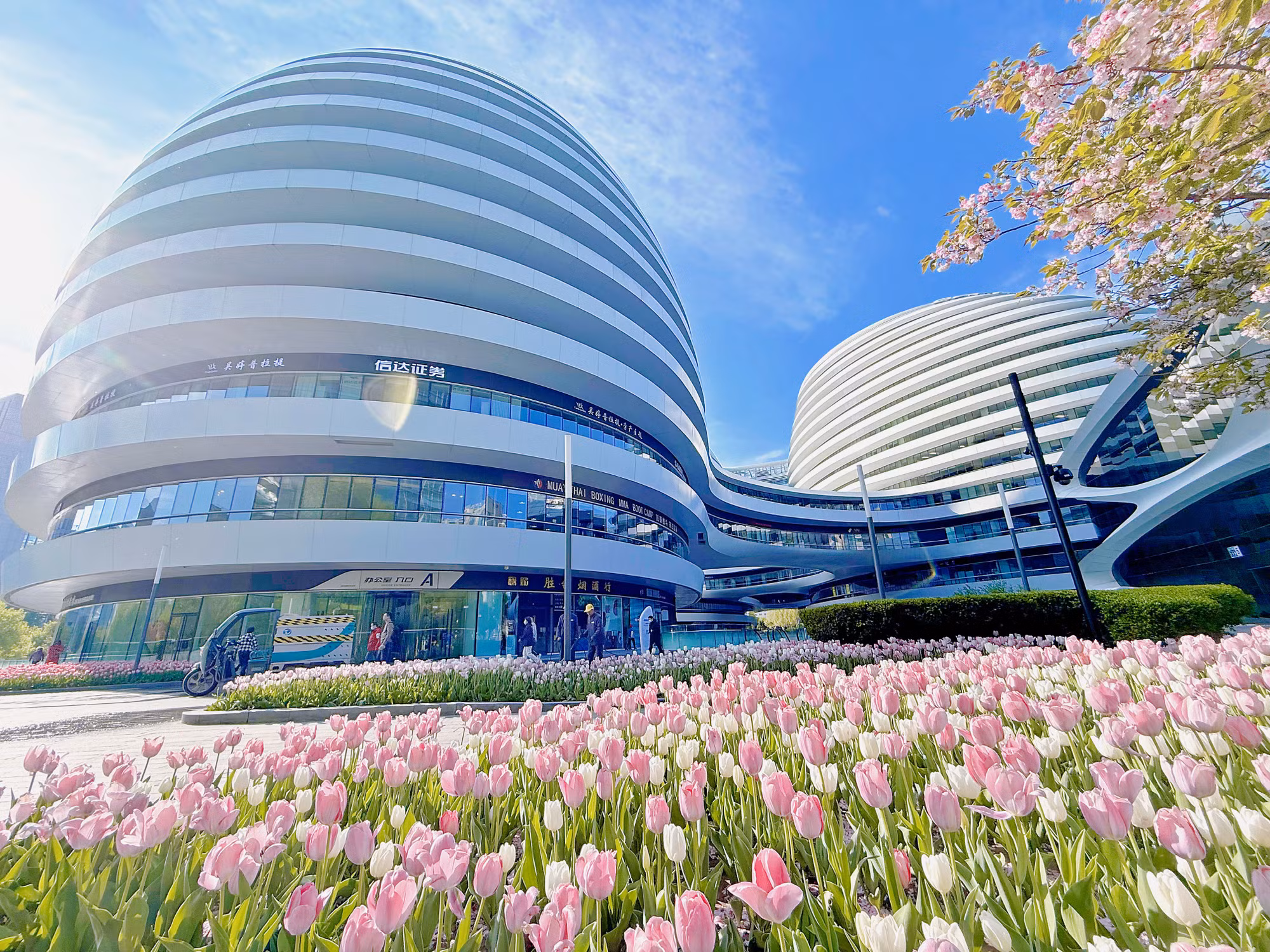 Hoa Tulip bên một trung tâm thương mại ở nội thành.