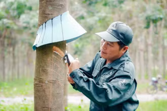 Công nhân khai thác mủ cao-su tại Công ty cổ phần cao-su Tây Ninh. (Ảnh: ĐÀO PHONG)