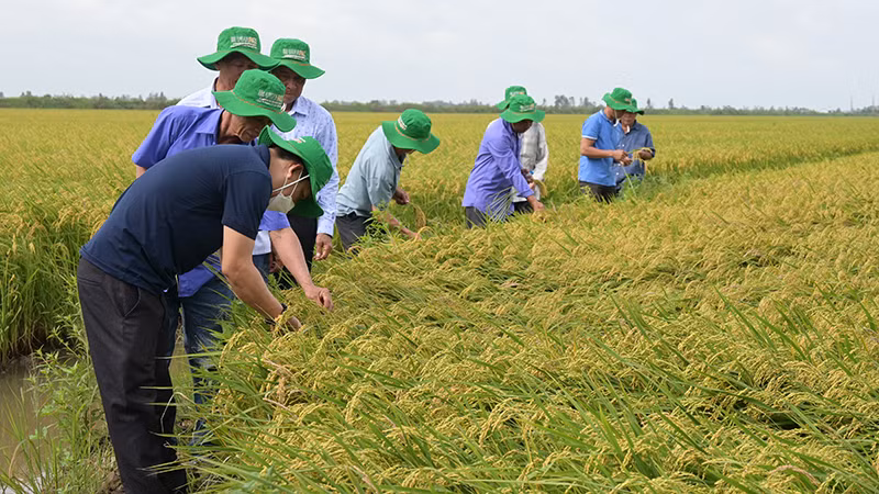 Nông dân tham quan đánh giá giống lúa ĐS1 của Vinarice trên cánh đồng liên kết bao tiêu sản phẩm 50 ha tại huyện Tam Nông, tỉnh Đồng Tháp.