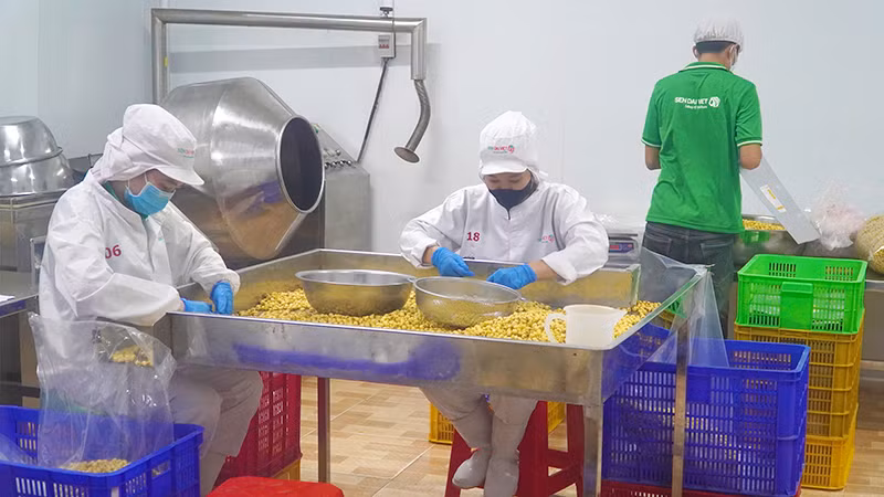 Phân loại hạt sen tại Công ty cổ phần Thực phẩm Sen Đại Việt. (Ảnh: HỮU NGHĨA)