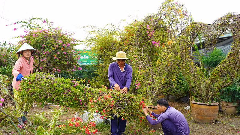 Bà con nông dân Làng hoa Sa Đéc tạo kiểng hoa giấy hình trái tim. (Ảnh: HỮU NGHĨA)